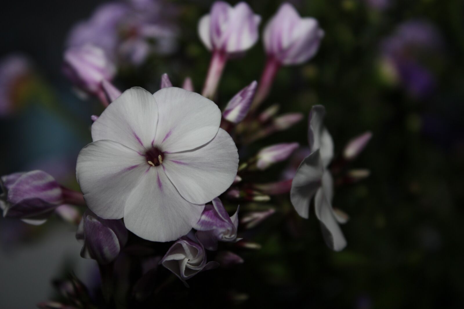 Canon EOS 450D (EOS Rebel XSi / EOS Kiss X2) sample photo. Nature, summer, flower photography