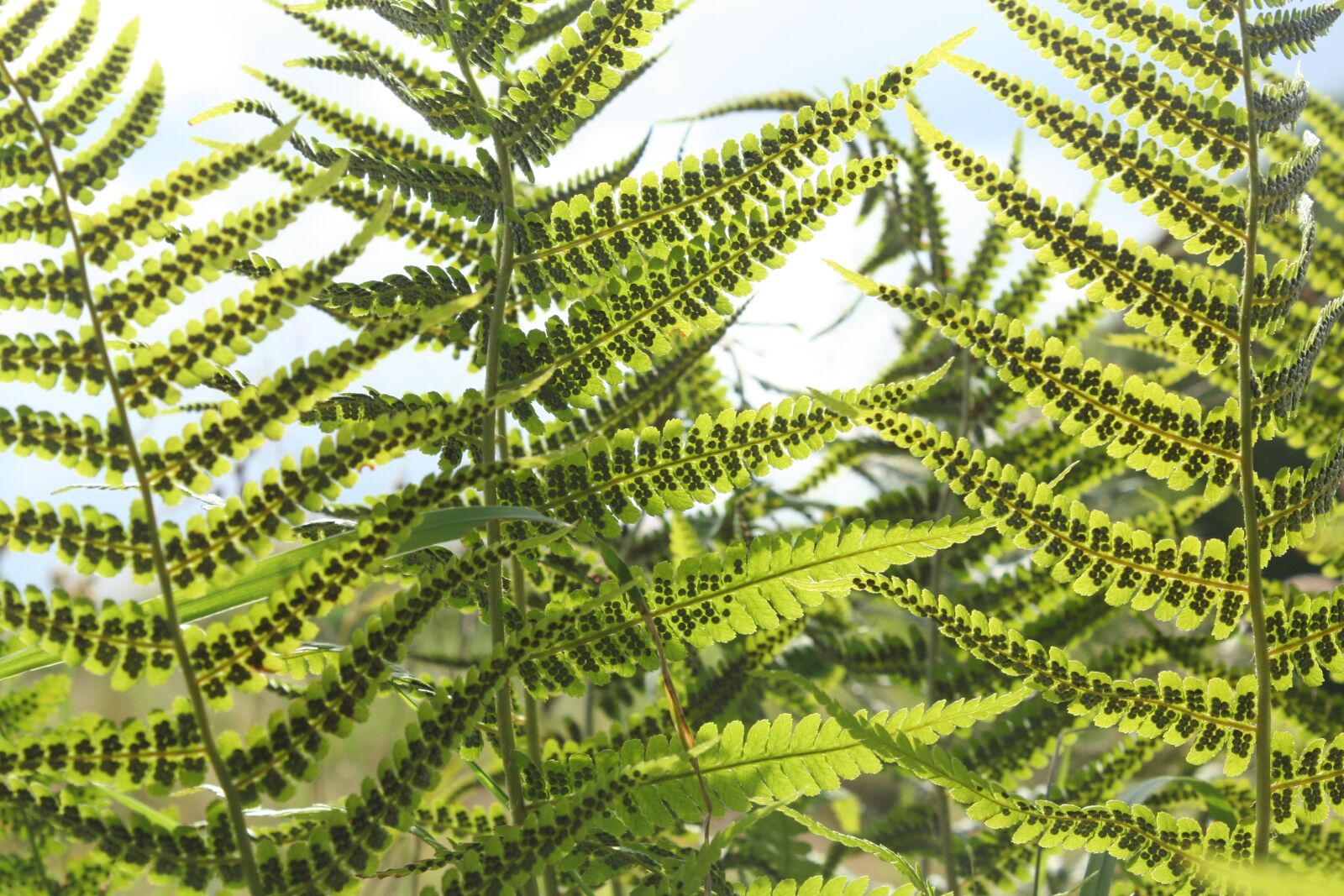 Canon EOS 350D (EOS Digital Rebel XT / EOS Kiss Digital N) sample photo. Fern, woodfern, green photography
