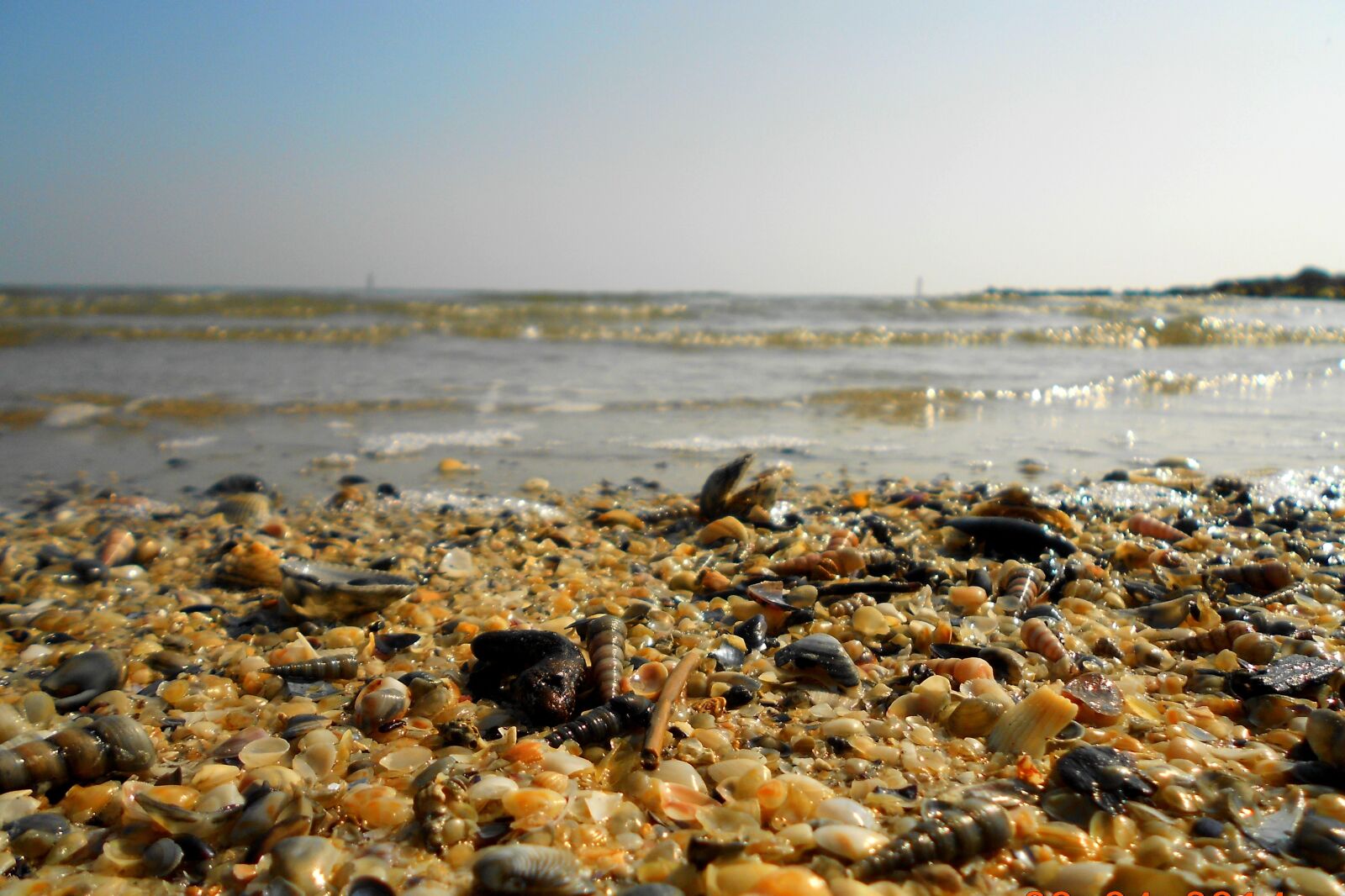 Nikon Coolpix S3100 sample photo. Shells, sea, beach photography