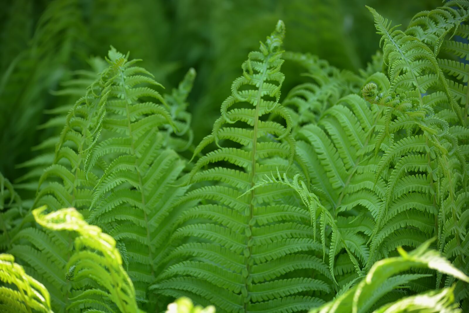 Nikon D5200 sample photo. Fern, sheet, grass photography