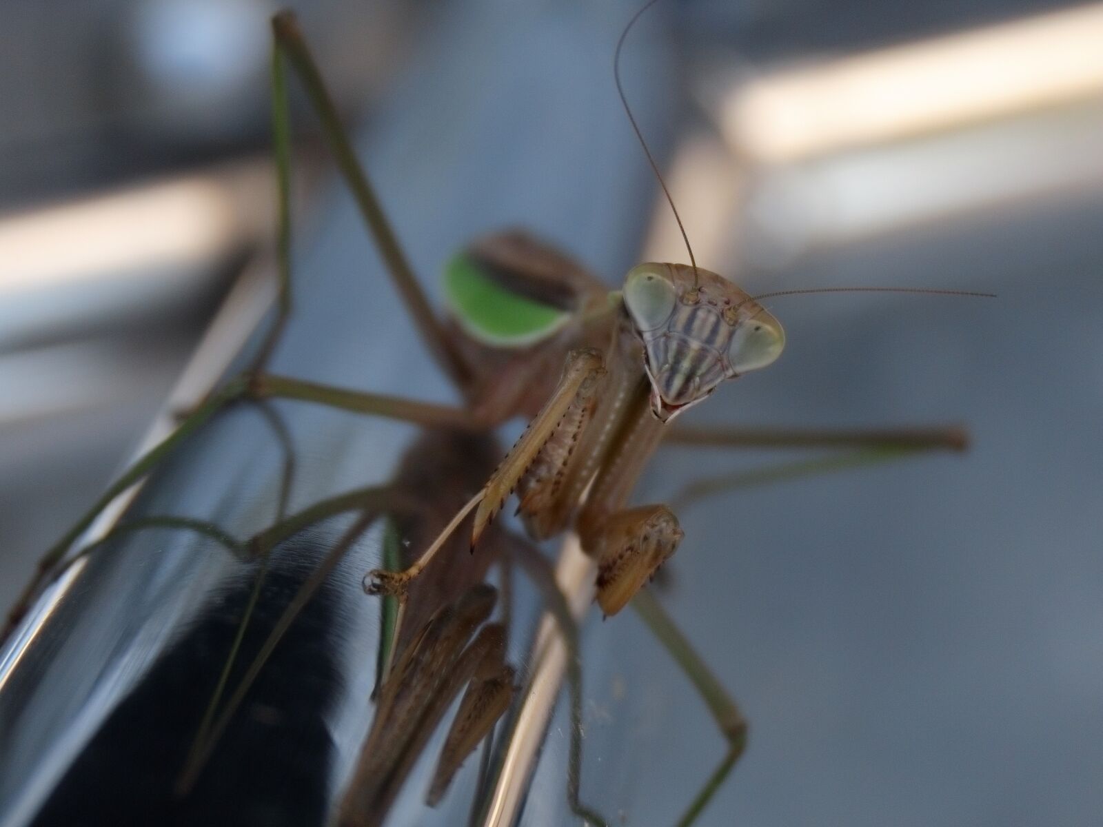 Canon PowerShot SX70 HS sample photo. Insect, mantis, face photography