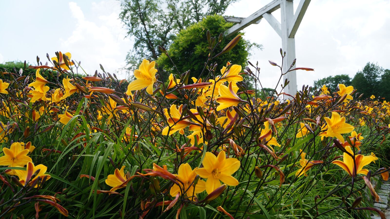 Sony DT 18-55mm F3.5-5.6 SAM II sample photo. Flowers, yellow, summer photography