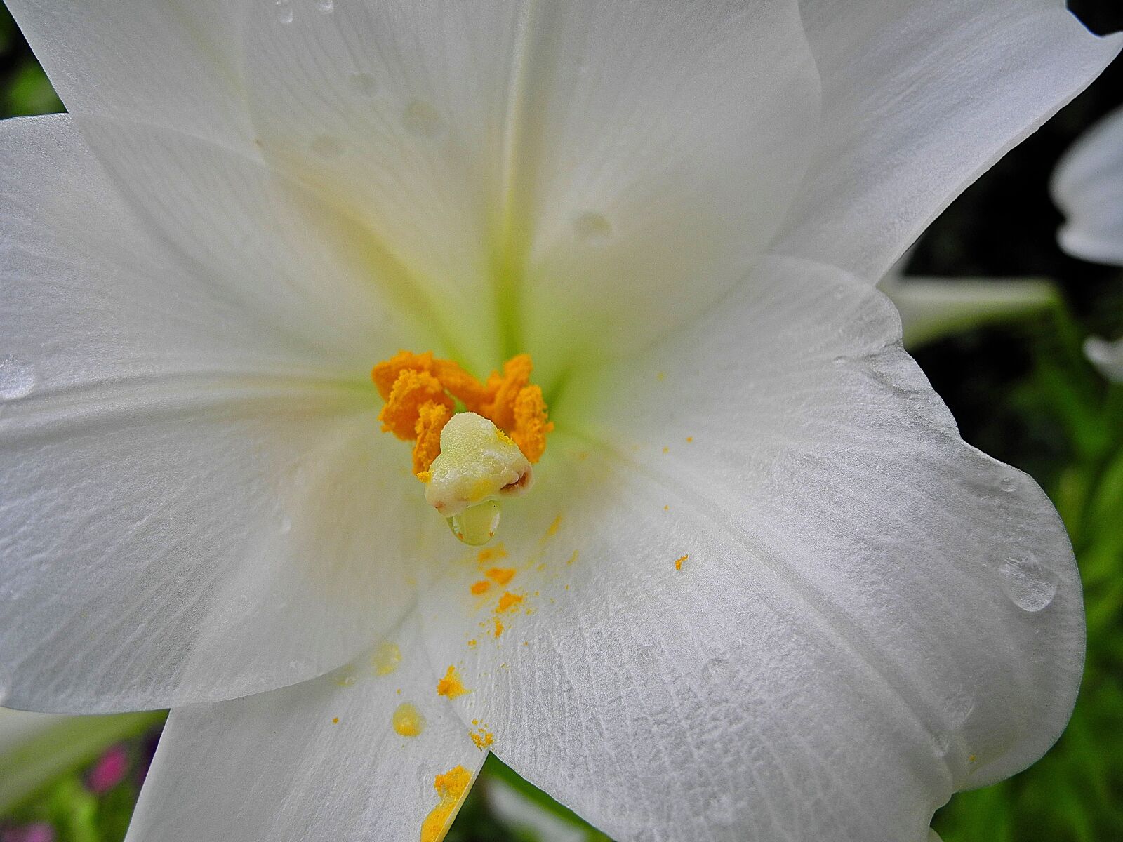 Nikon Coolpix P7000 sample photo. Lily, white flower, petal photography