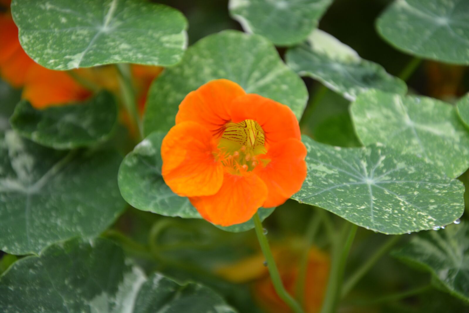Nikon D5200 sample photo. Flower, orange blossom, green photography
