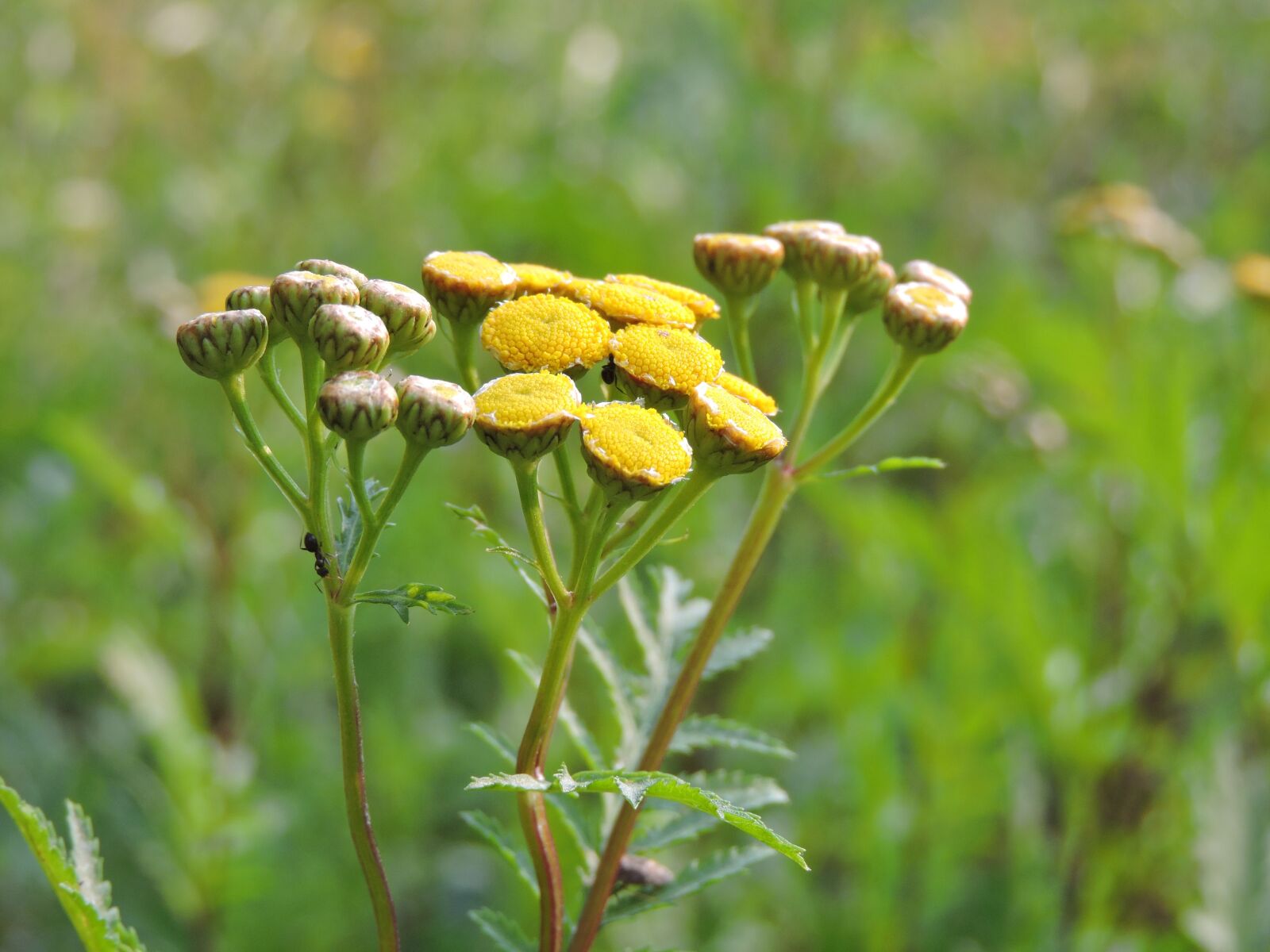 Nikon Coolpix P600 sample photo. Flower, meadow, nature photography