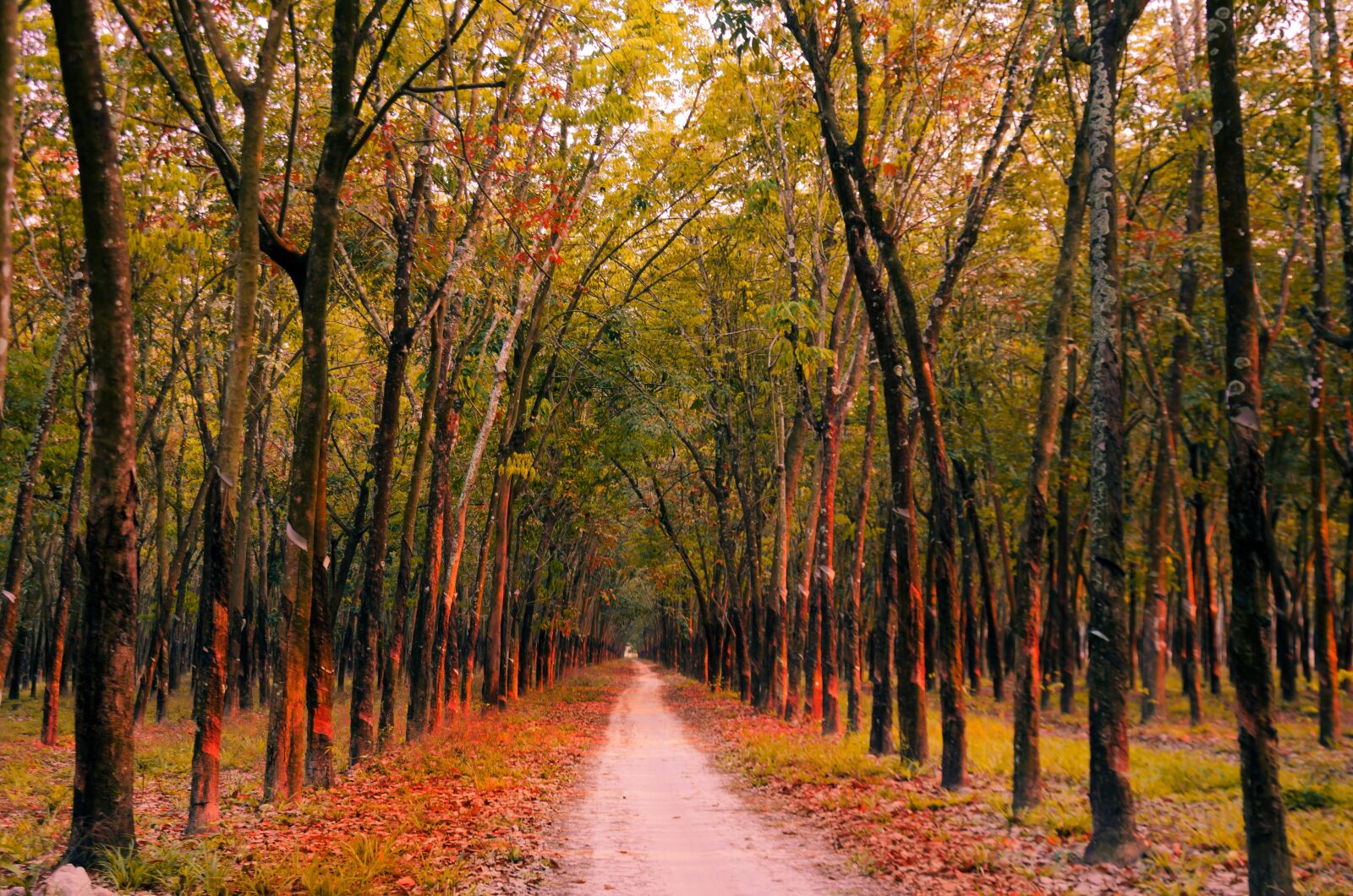 Nikon D5100 sample photo. Rubber, road, sunny photography