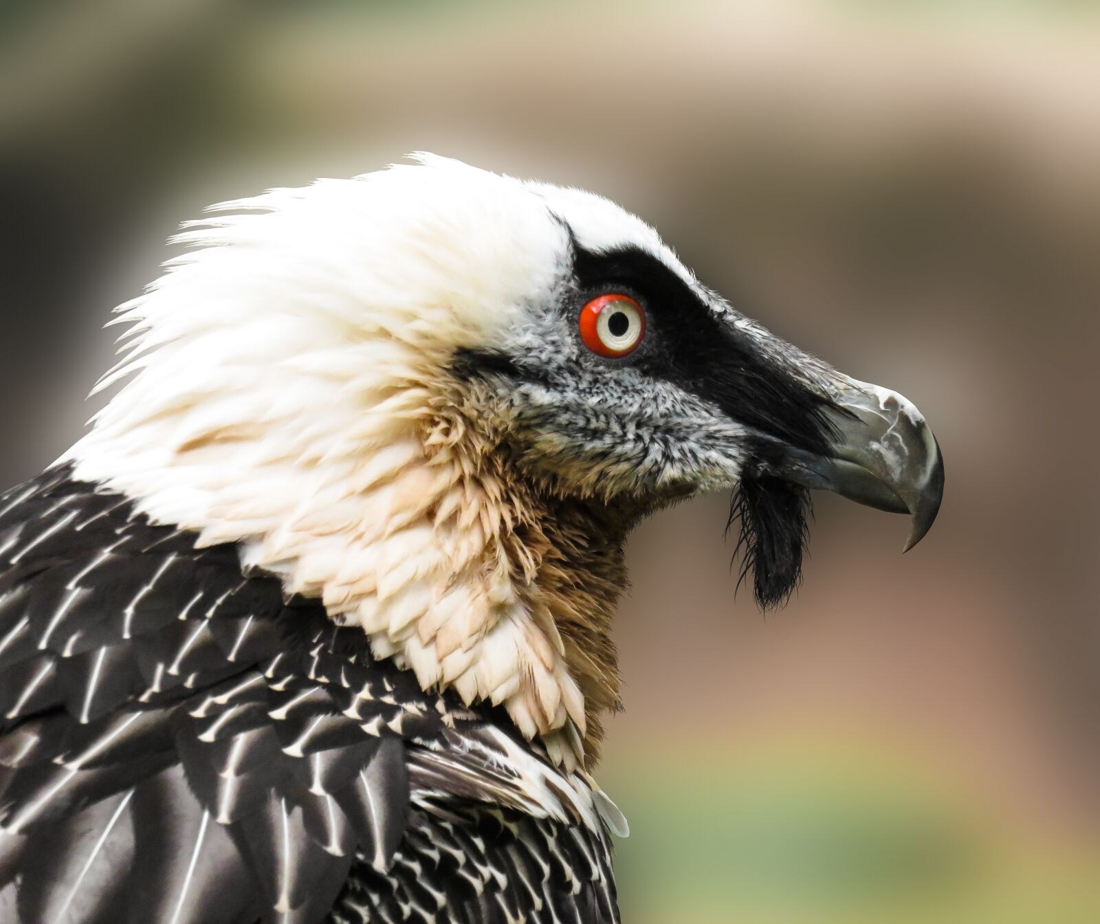 Canon PowerShot SX710 HS sample photo. Animals, bird, vulture photography