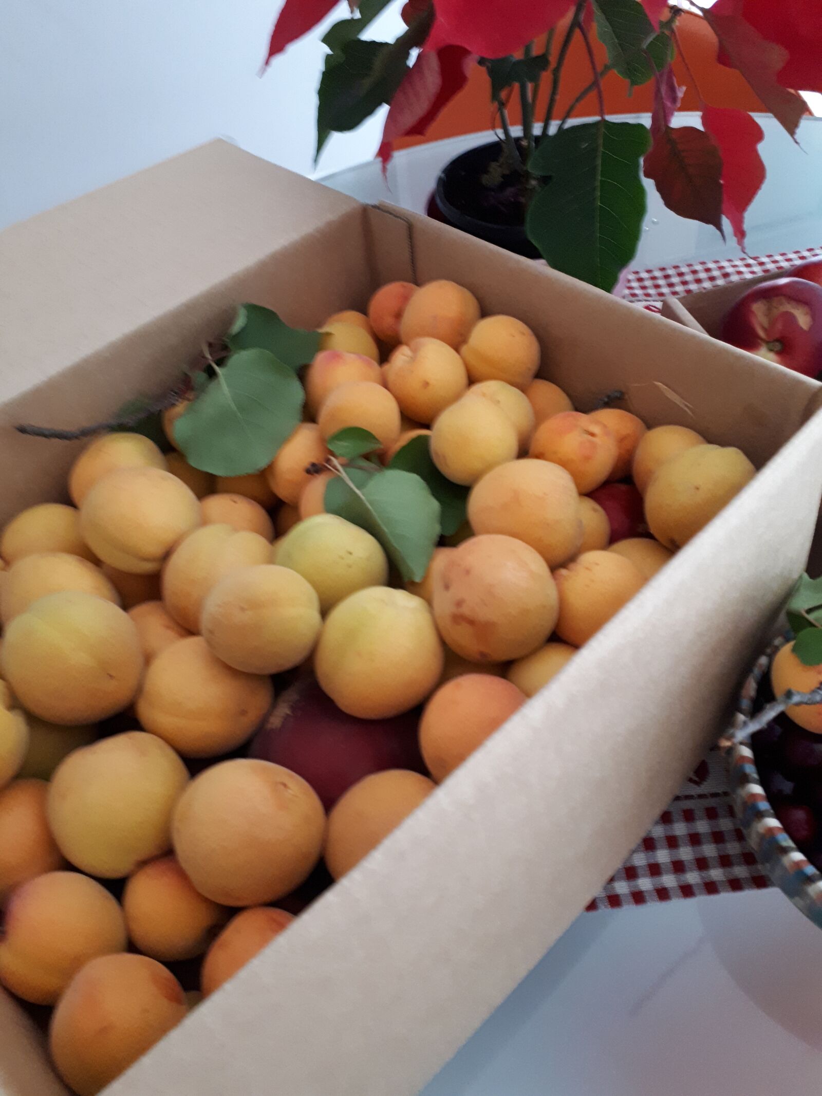 Samsung Galaxy A5(2017) sample photo. Apricots, box of apricots photography