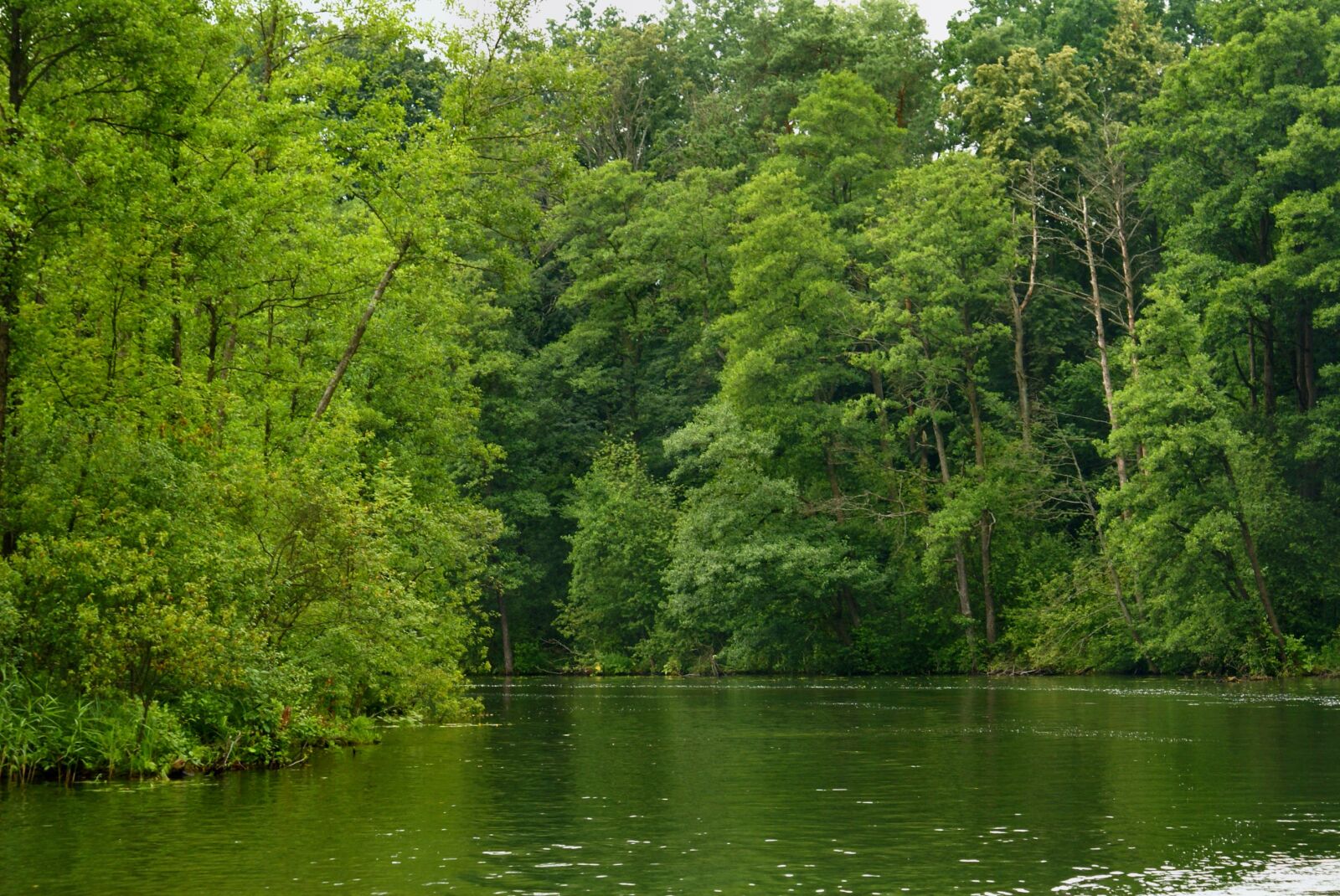 Sony Alpha DSLR-A100 sample photo. Green, forest, lake photography