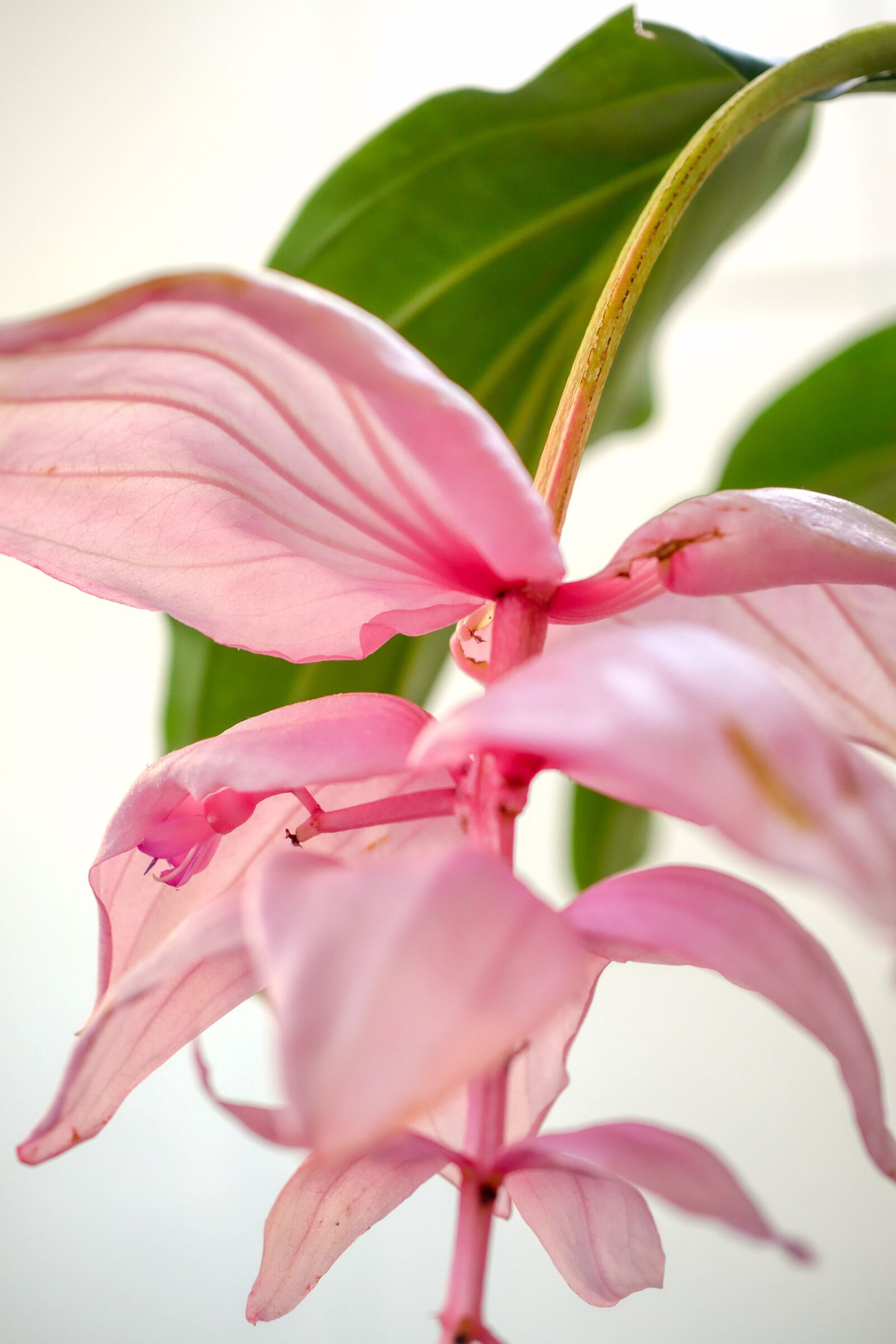 Panasonic Lumix DMC-GX8 sample photo. Orchid, yellow, flower photography