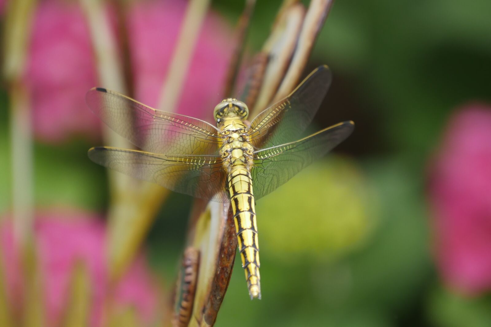 Panasonic Lumix DMC-GH4 sample photo. Dragonfly, animals, nature photography