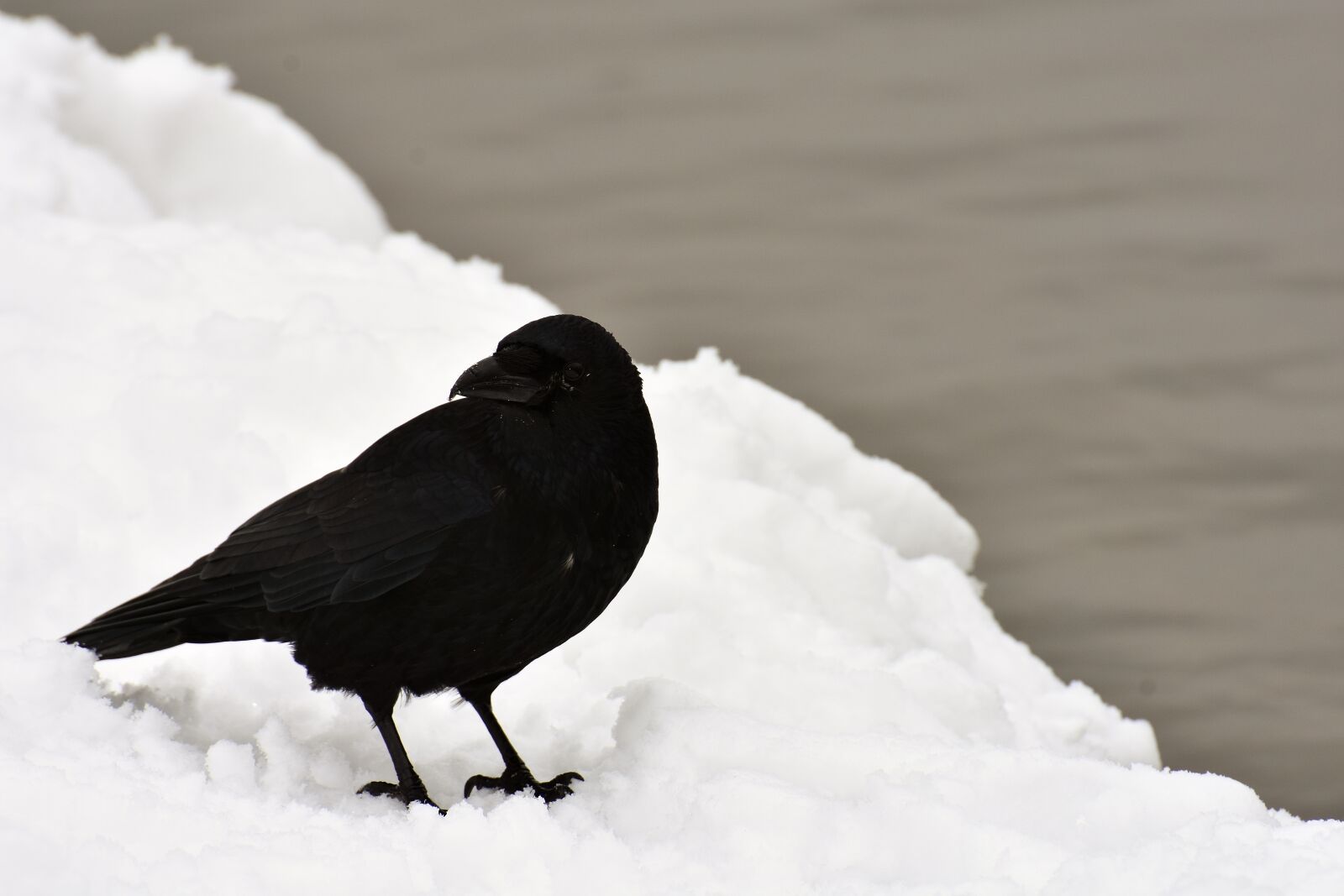 Nikon D7200 sample photo. Raven, crow, raven bird photography