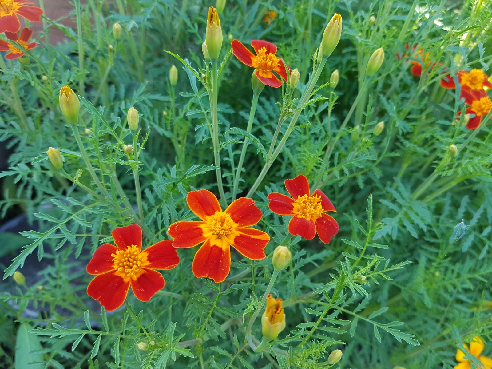 Samsung Galaxy S7 sample photo. Flowers, meadow, spring photography