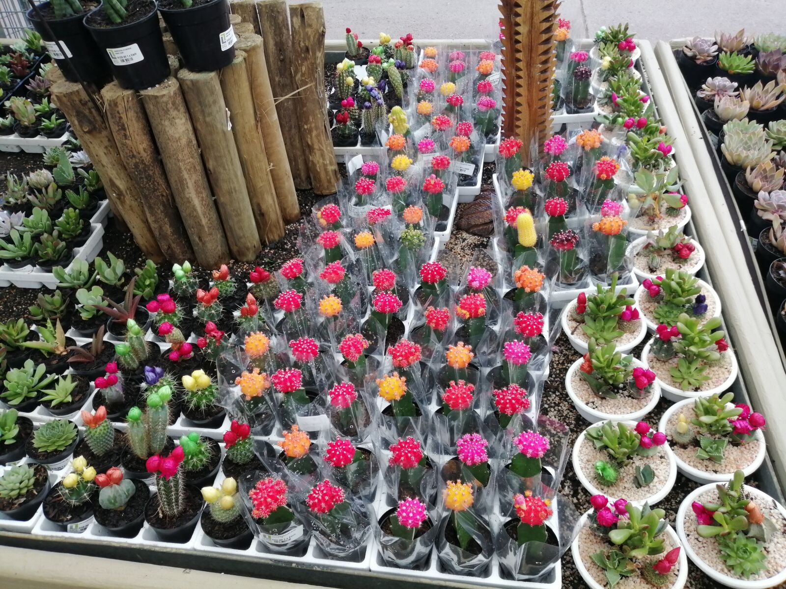 HUAWEI P SMART 2019 sample photo. Cacti, cactus, flowers photography
