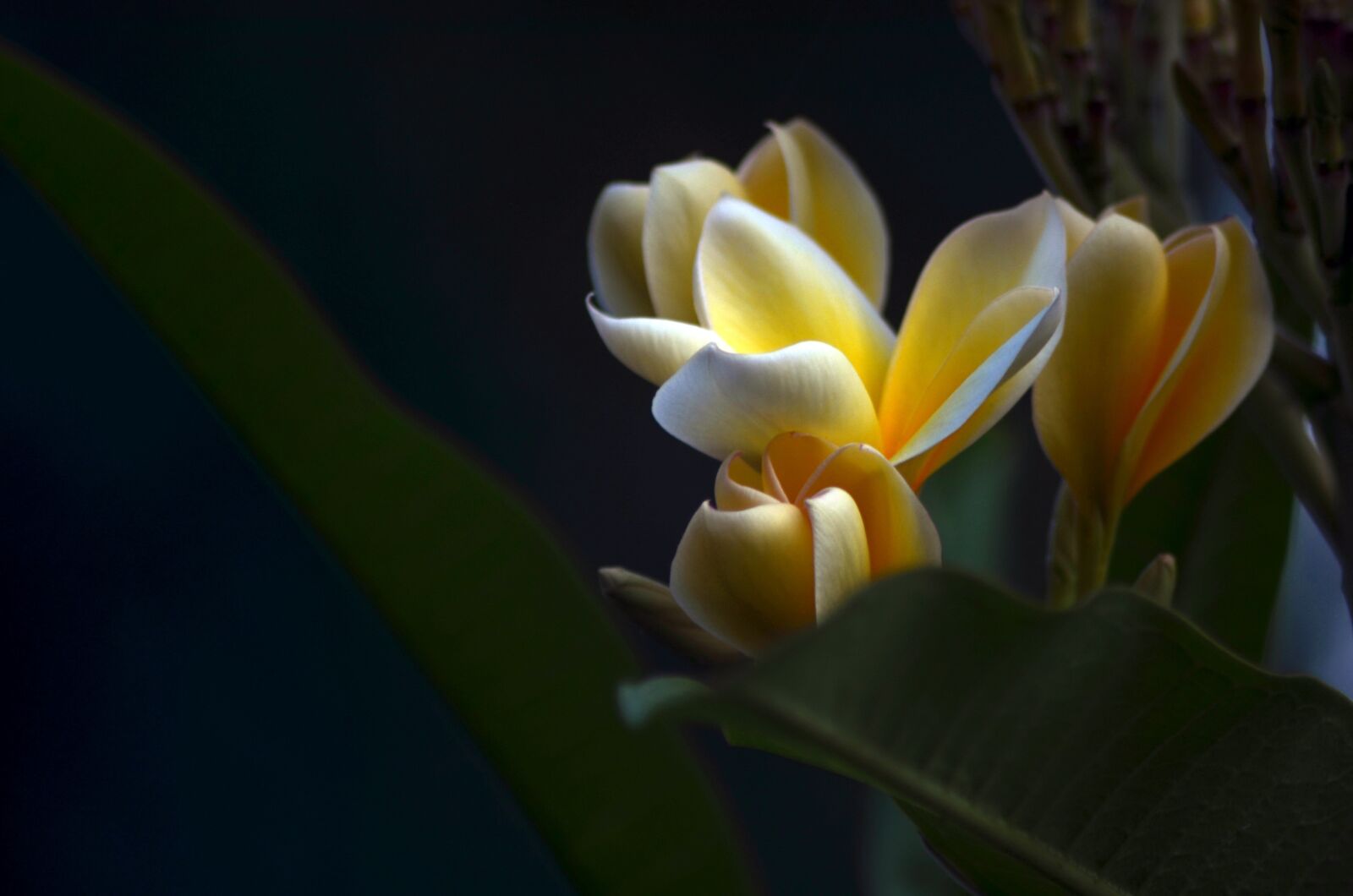 Nikon D5100 sample photo. Frangipani, flowers, tree photography