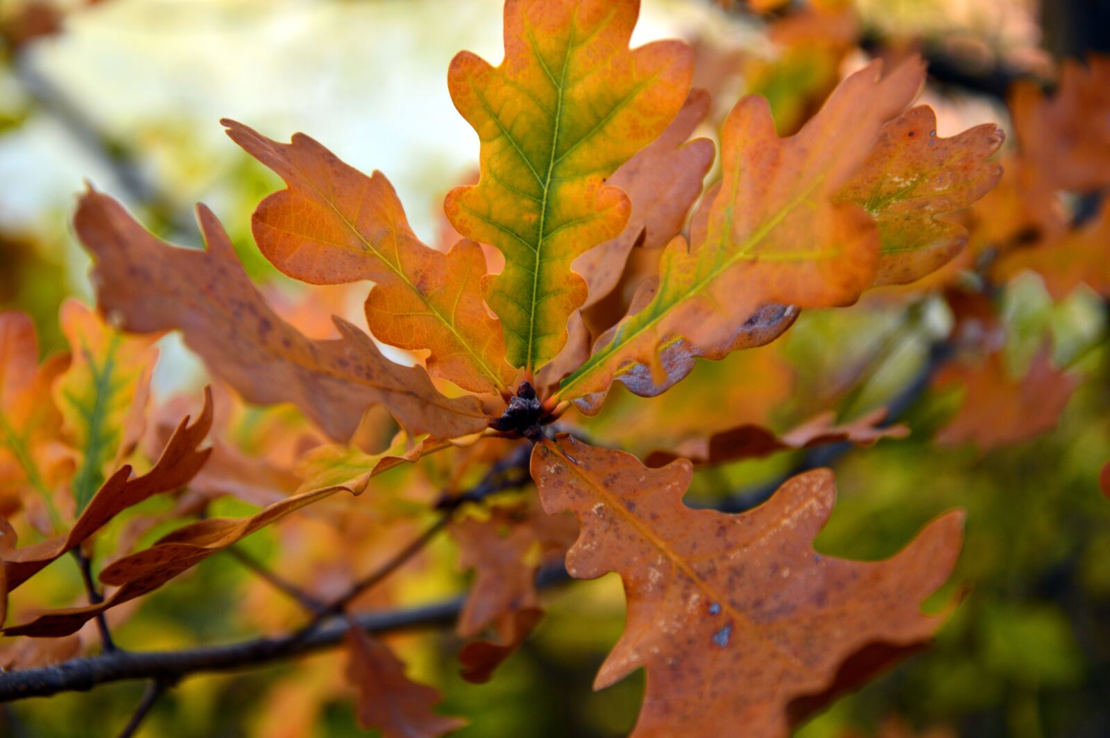 Nikon D3200 sample photo. Leaves, oak leaves, branch photography