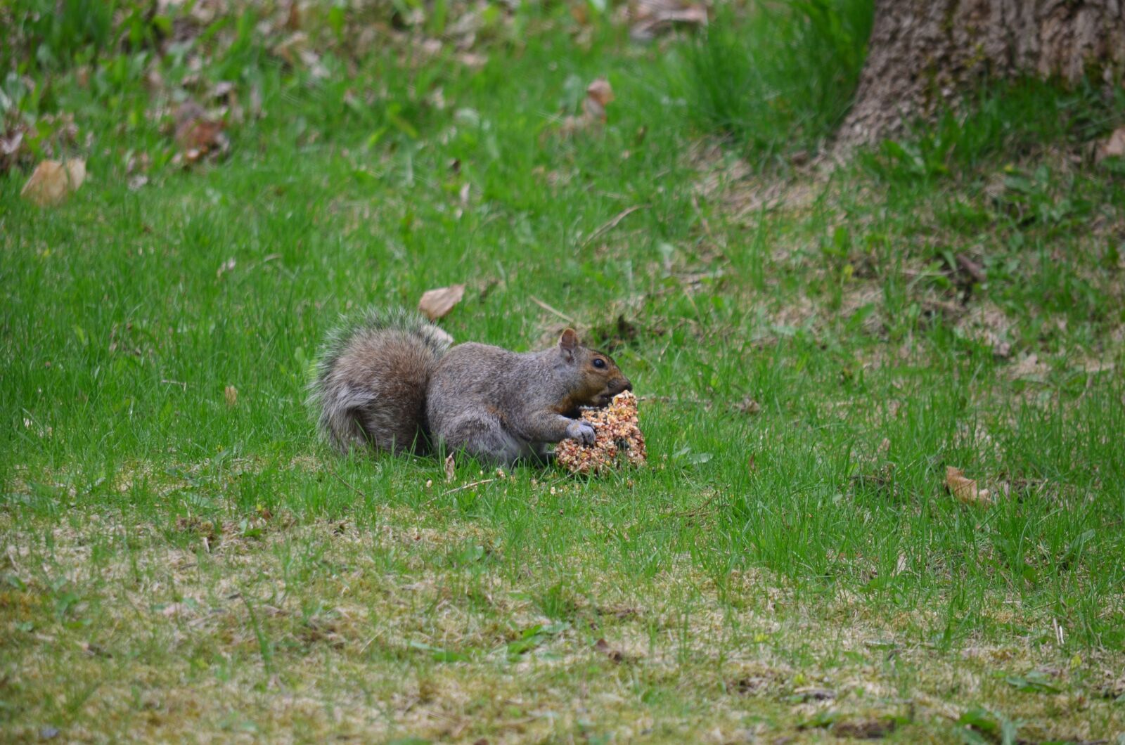 Nikon D5100 sample photo. Squirrel, eating, mammal photography