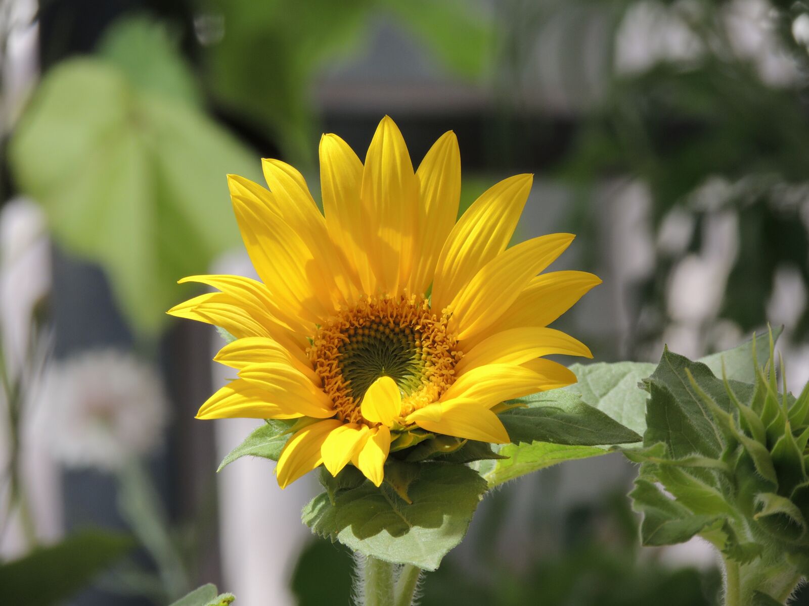 Nikon Coolpix P510 sample photo. Flowers, sunflower, nature photography