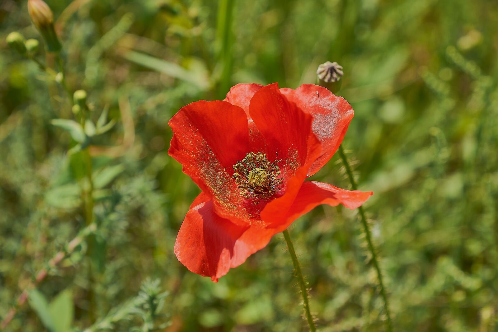 Nikon D7200 sample photo. Poppy, red, spring photography