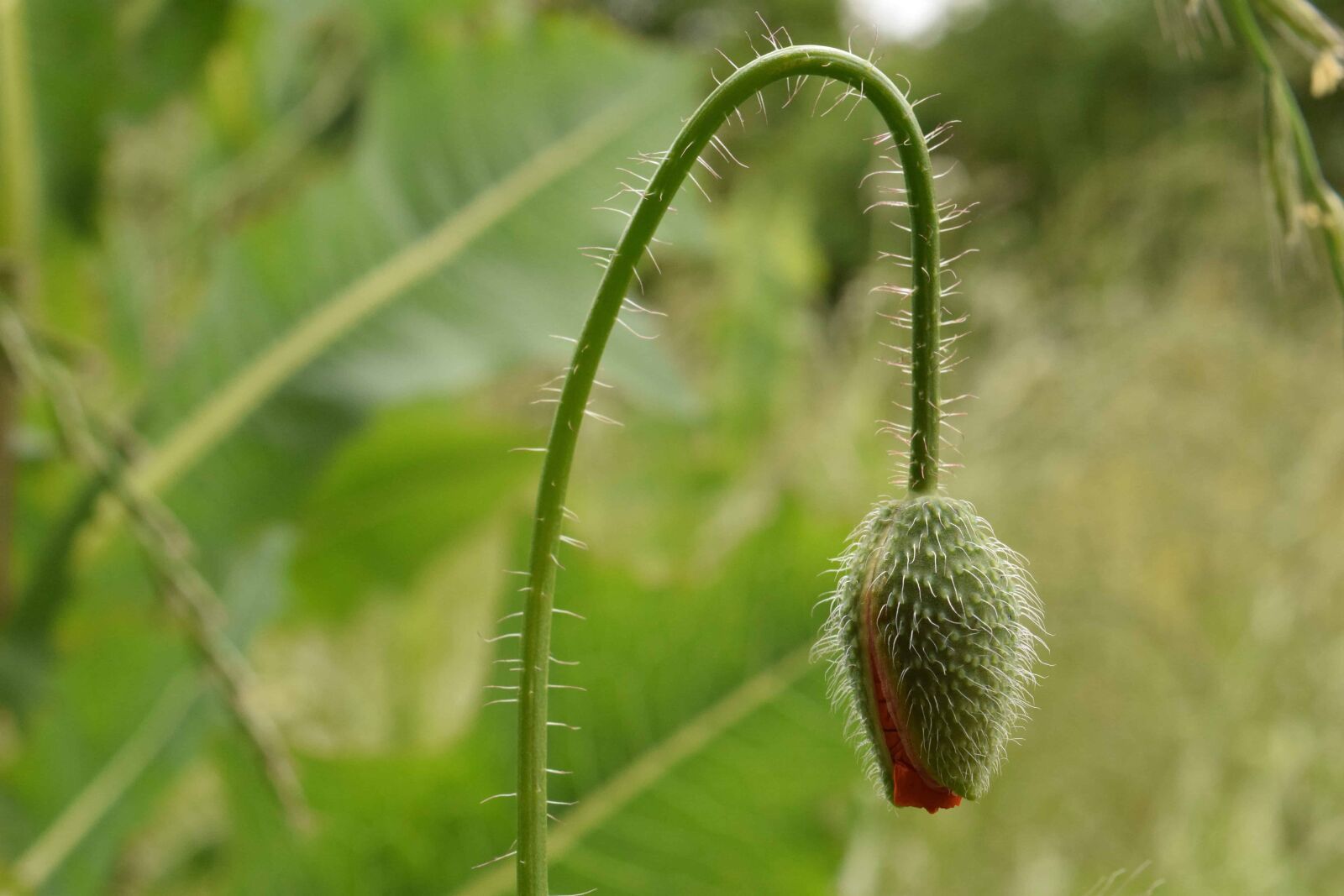 Nikon D3300 sample photo. Leaf, flora, nature, herb photography