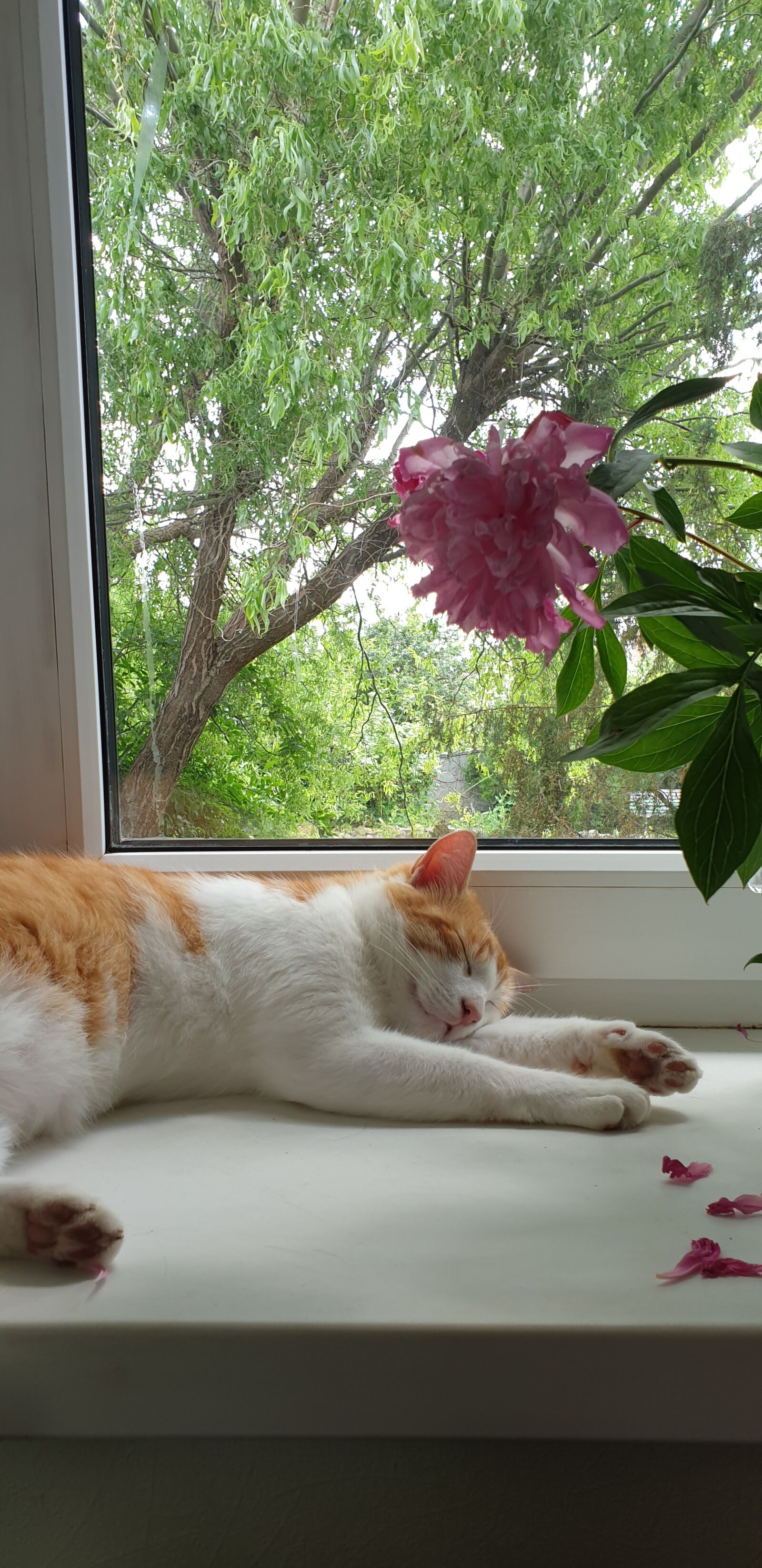 Samsung Galaxy S9+ sample photo. Cat, window, ginger cat photography