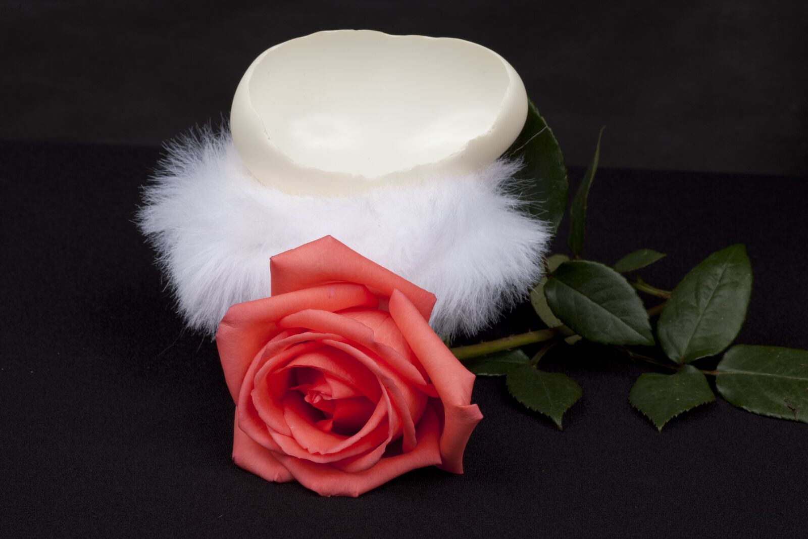 Canon EOS 5D Mark II sample photo. Rosa, eggshell, isolated photography