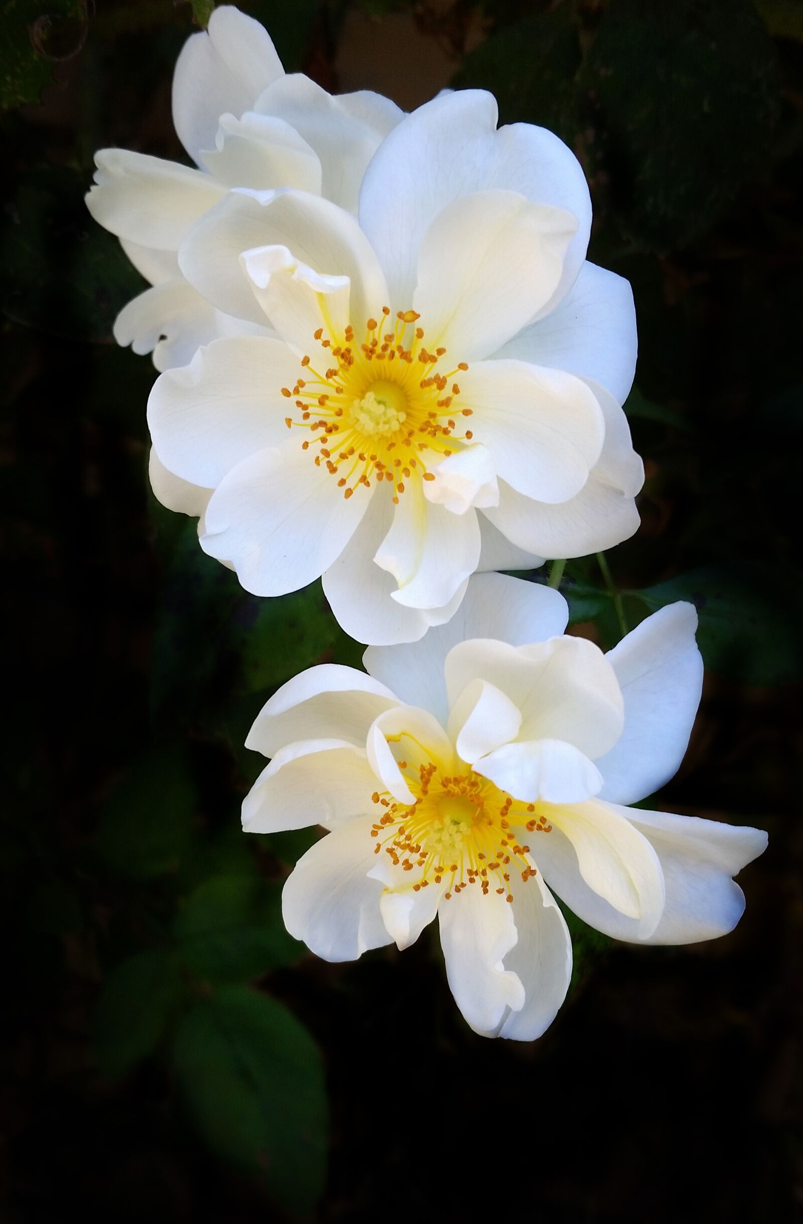 Samsung Galaxy S5 sample photo. Flowers, roses, white photography
