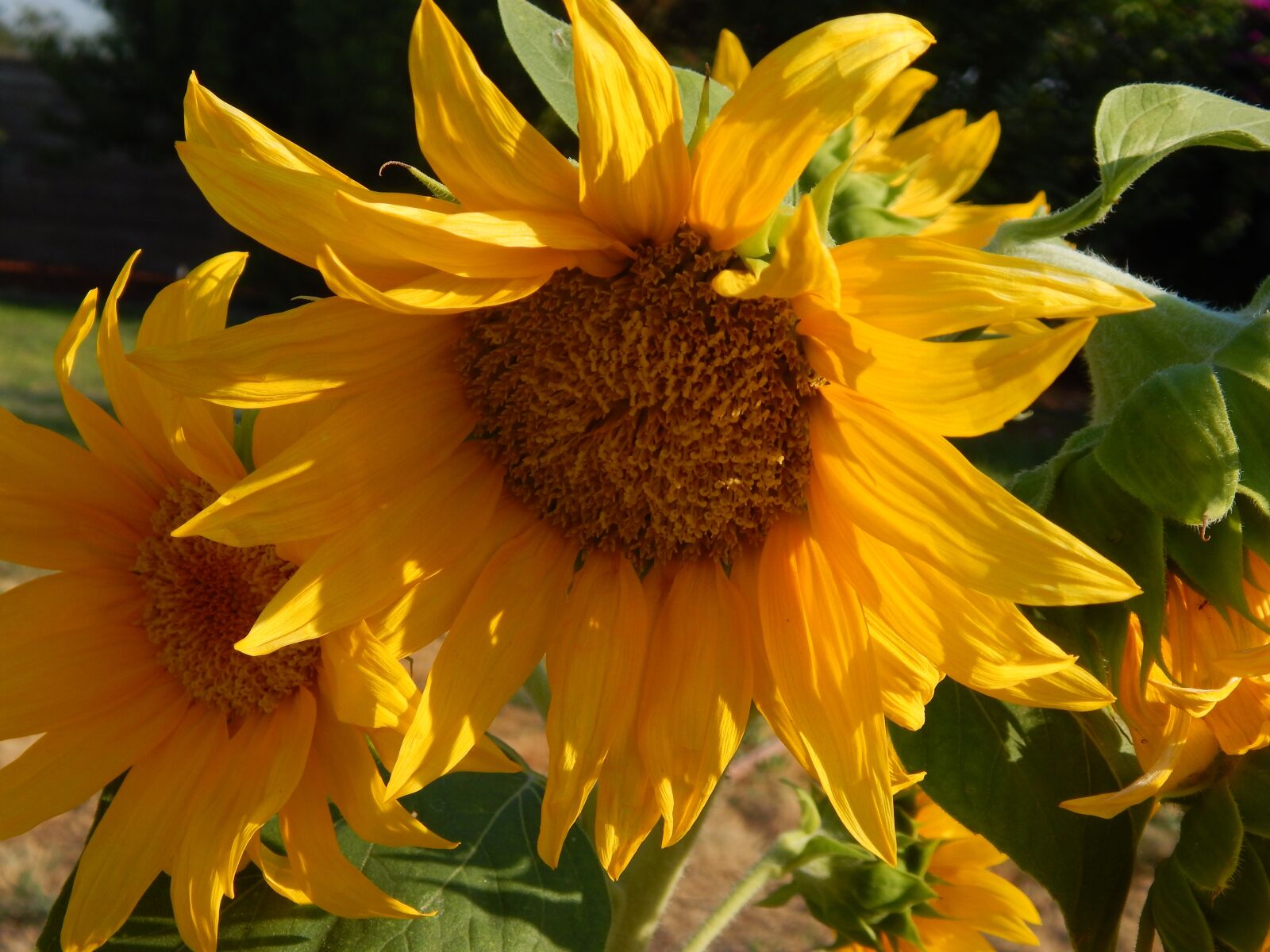 Nikon Coolpix L830 sample photo. Sunflower, floral, summer photography