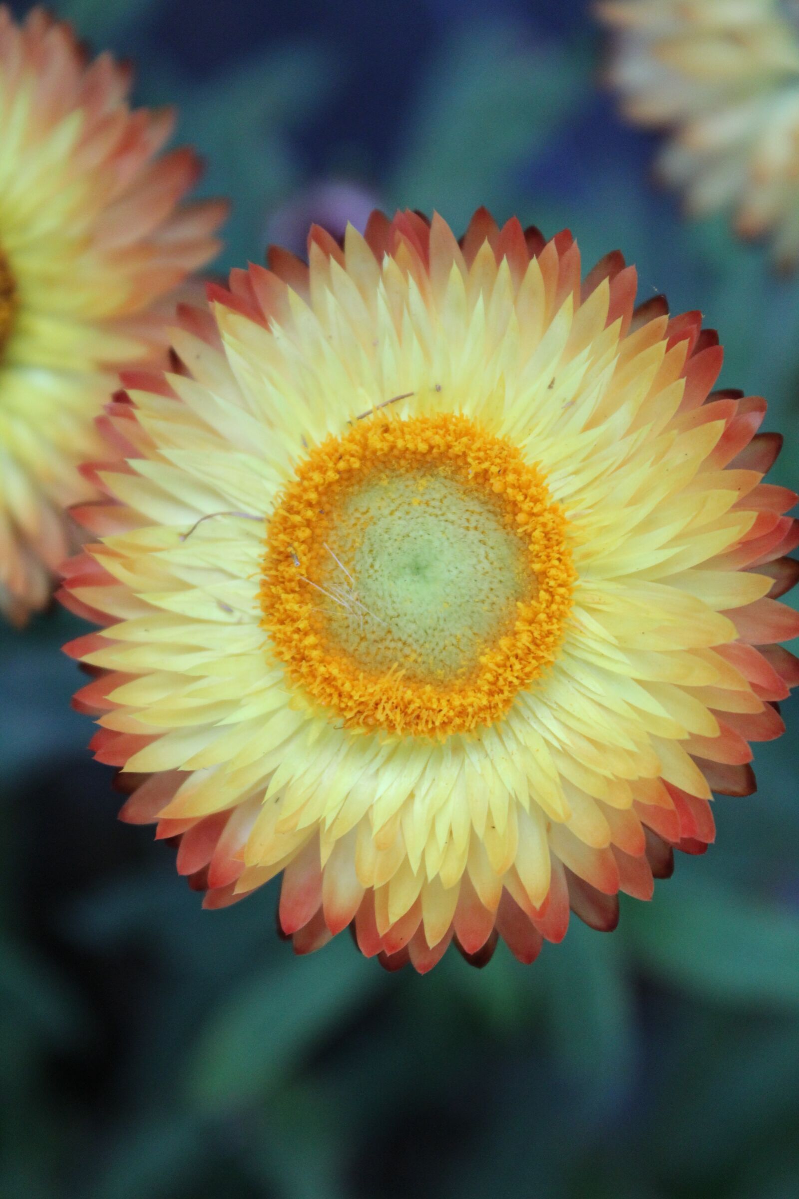 Canon EOS 1300D (EOS Rebel T6 / EOS Kiss X80) sample photo. Yellow flower, flower, close photography