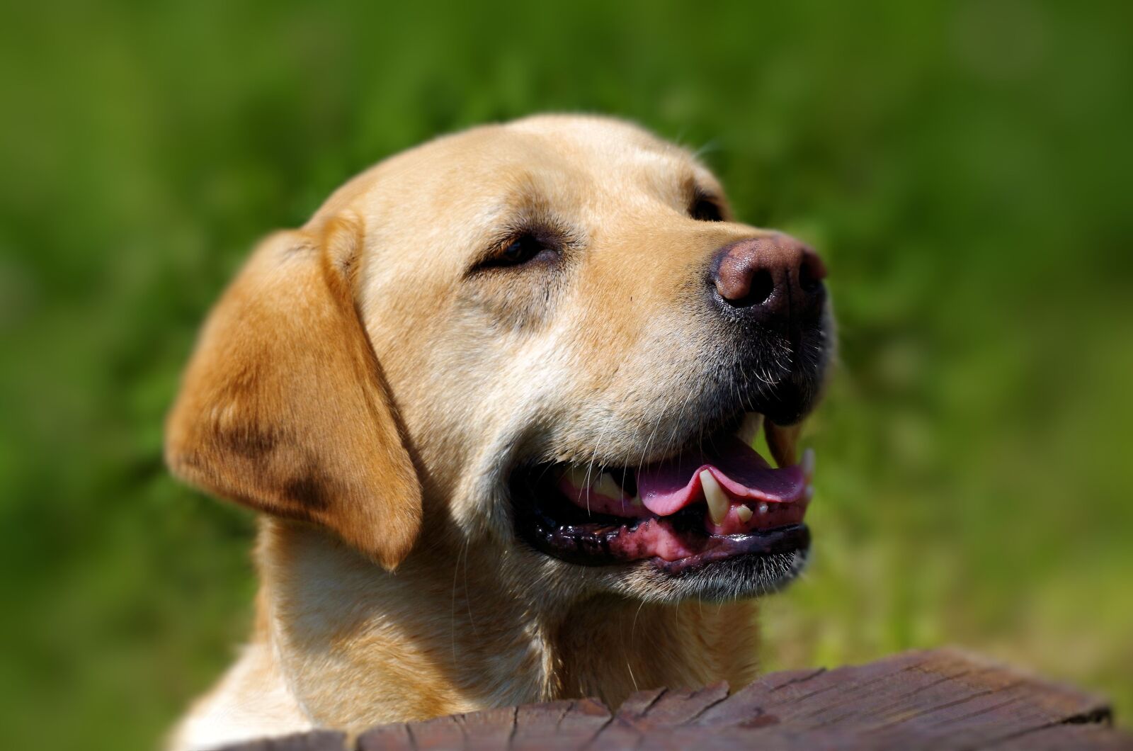 Pentax K-50 sample photo. Dog, labrador, pet photography