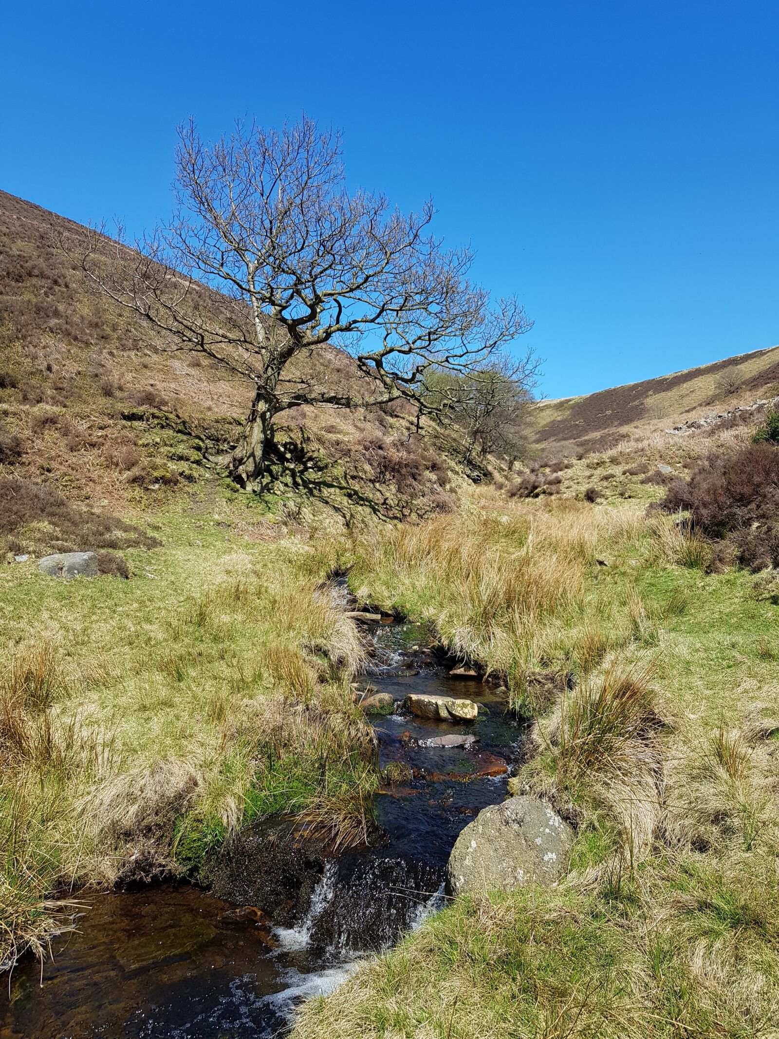 Samsung Galaxy S8 sample photo. Tree, stream, sky photography