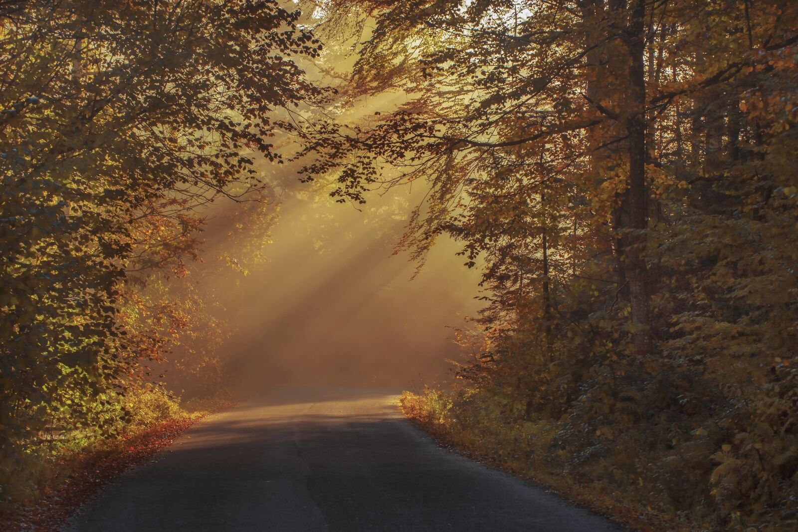 Canon EOS 6D sample photo. Autumnal, beautiful, color photography