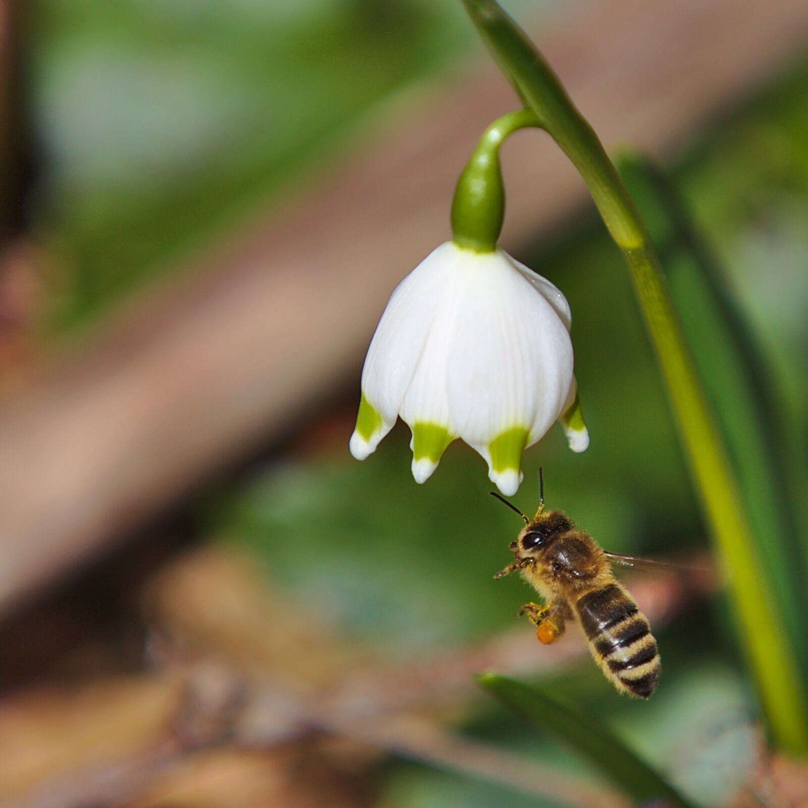Canon EOS 6D sample photo. Spring, bee photography