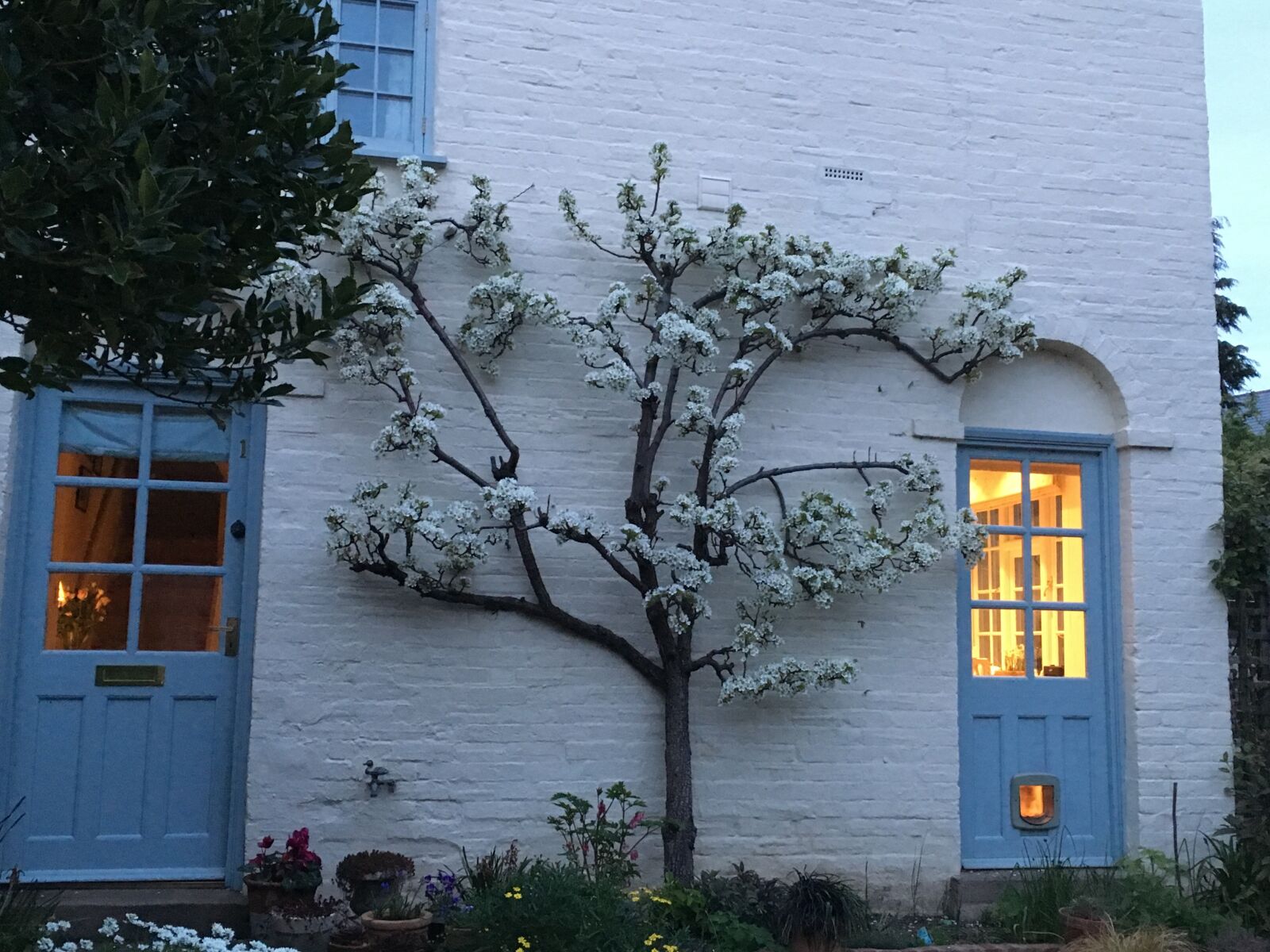 iPhone SE back camera 4.15mm f/2.2 sample photo. Pear tree, blossom, white photography