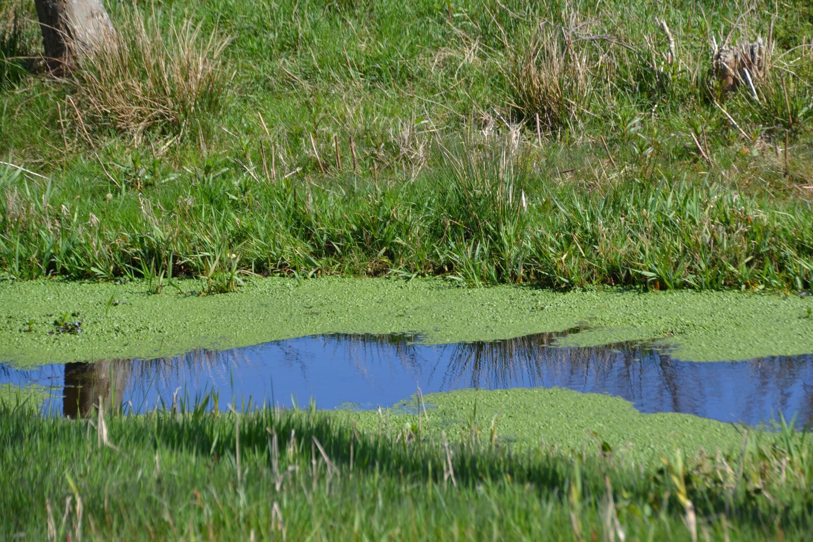 Nikon D3100 sample photo. Pond, landscape, water photography