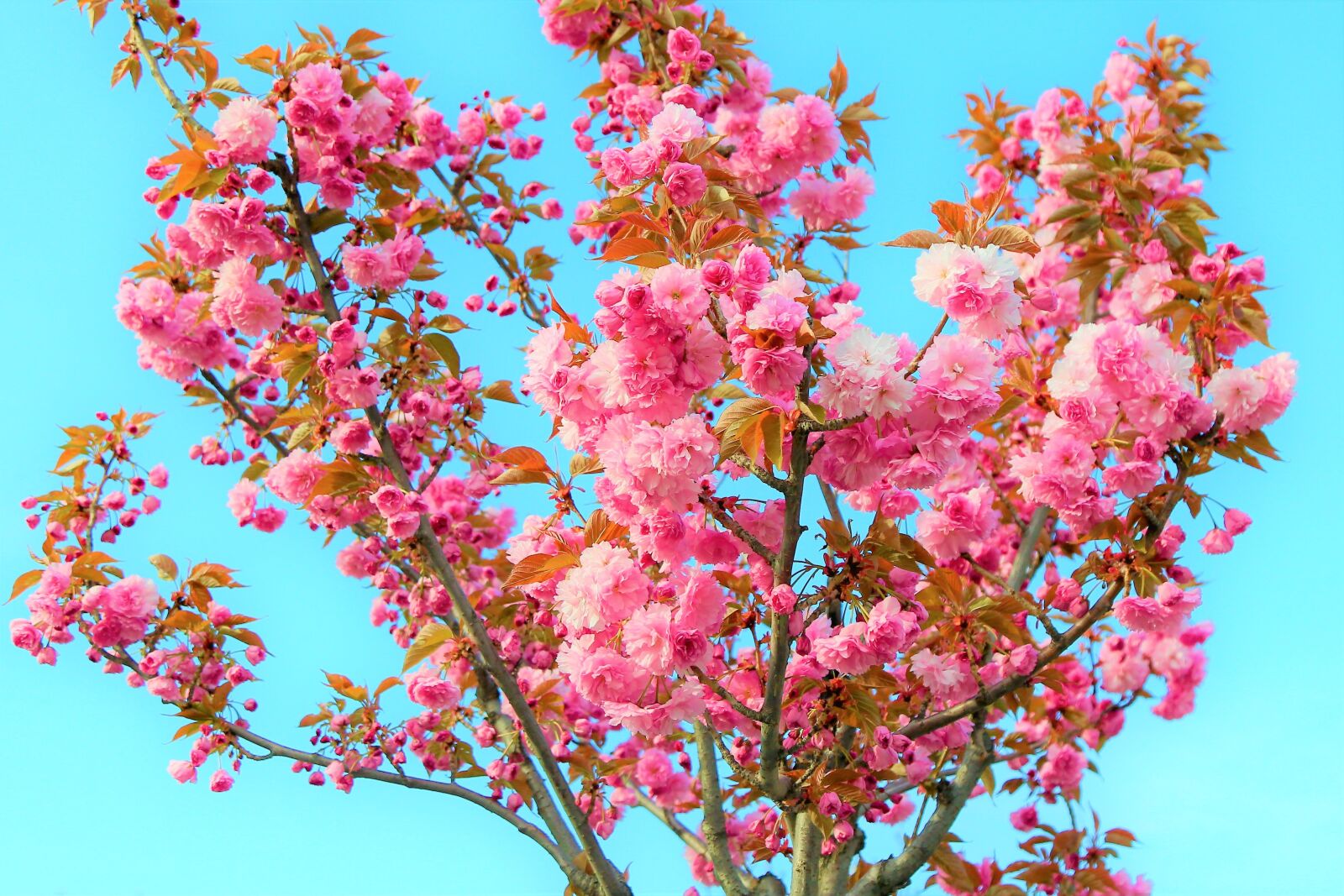 Canon EOS 5D Mark III sample photo. Flower, spring, nature photography