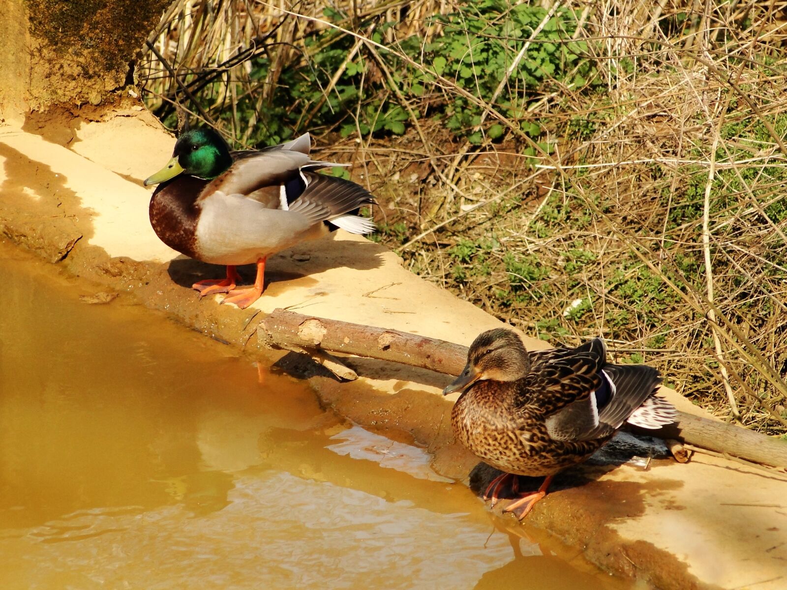Sony Cyber-shot DSC-HX1 sample photo. Birds, nature, duck photography