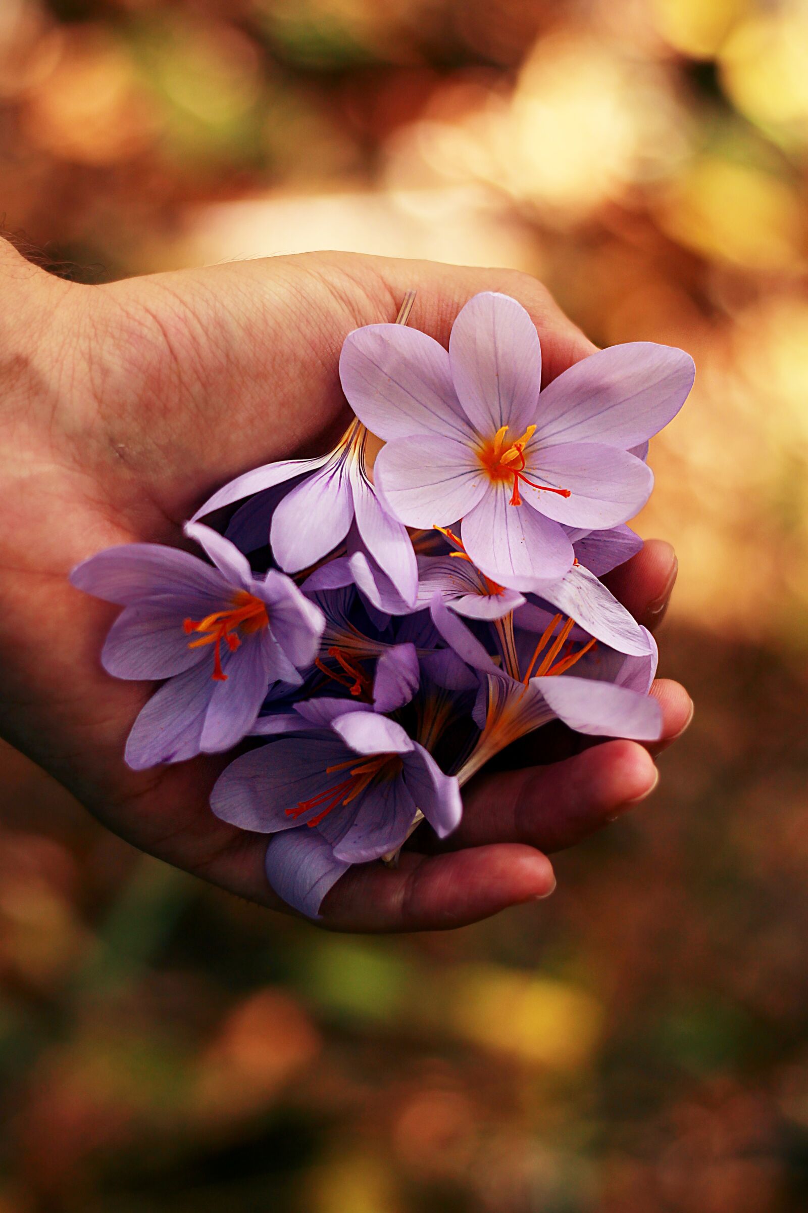 Canon EOS 1100D (EOS Rebel T3 / EOS Kiss X50) + Canon EF 50mm F1.8 STM sample photo. Beautiful, bloom, blooming photography