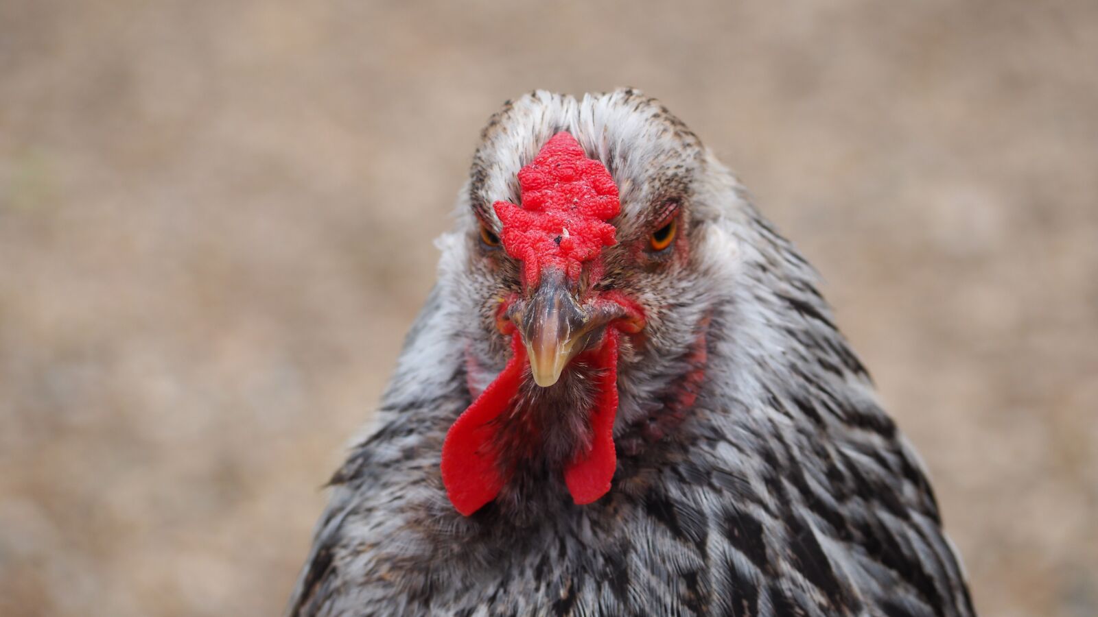 Olympus OM-D E-M10 II sample photo. Chicken, farm animal, animals photography