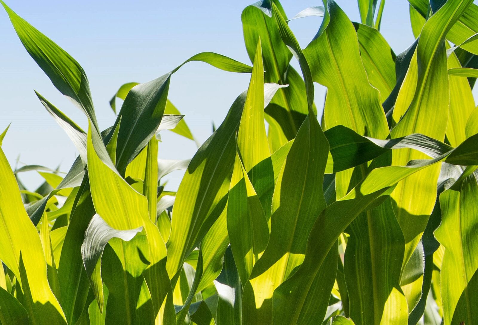 Nikon D7200 sample photo. Corn, corn husks, foliage photography