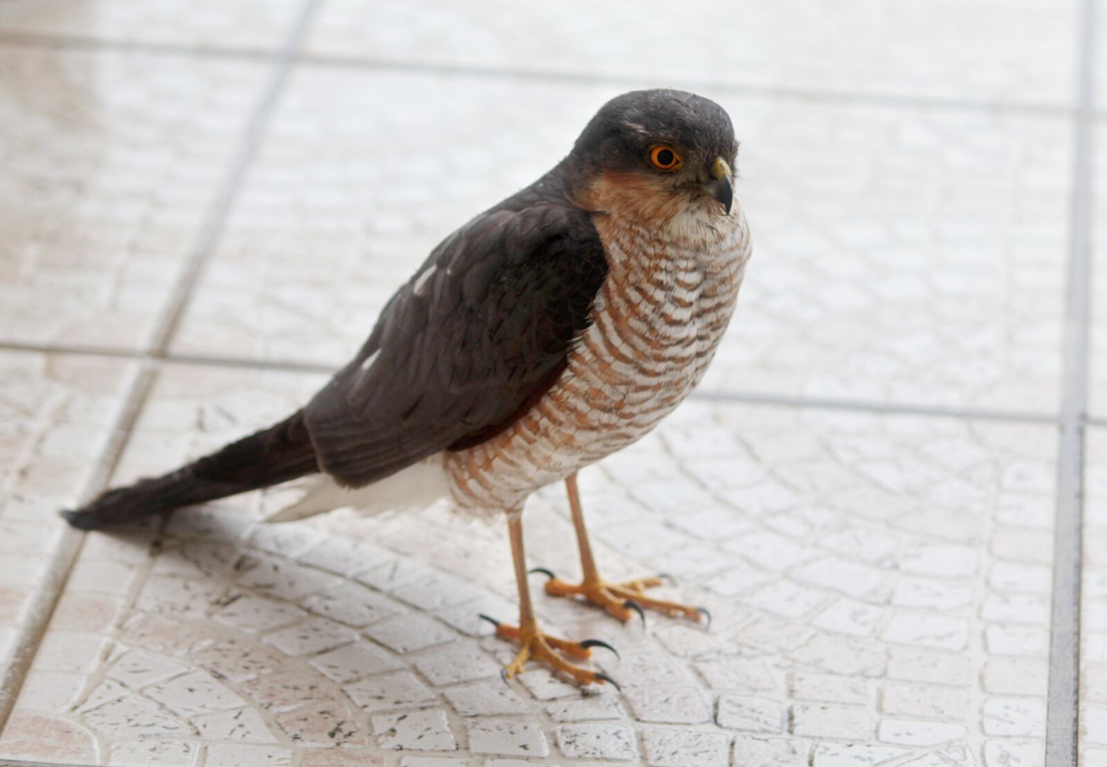 Canon EOS 1200D (EOS Rebel T5 / EOS Kiss X70 / EOS Hi) sample photo. Bird, pen, nature photography