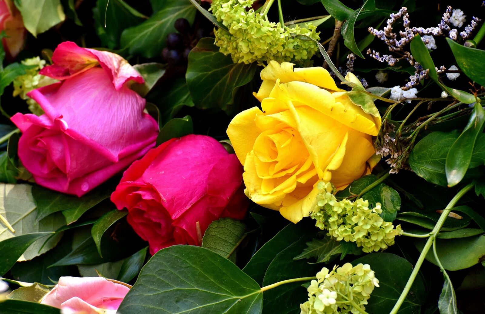 Nikon D7200 sample photo. Roses, yellow, pink photography