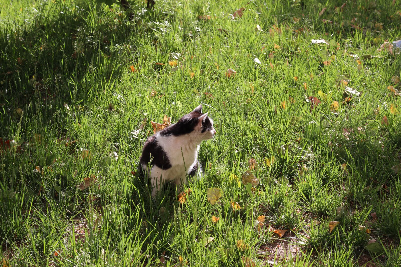 Canon EOS 600D (Rebel EOS T3i / EOS Kiss X5) + Canon EF 50mm F1.8 STM sample photo. Cat, kitty, pets photography