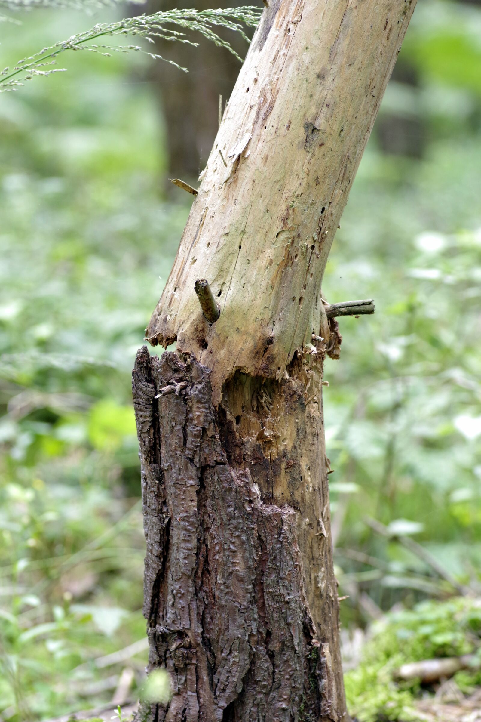 Pentax K-S2 sample photo. Tree, broken, storm photography