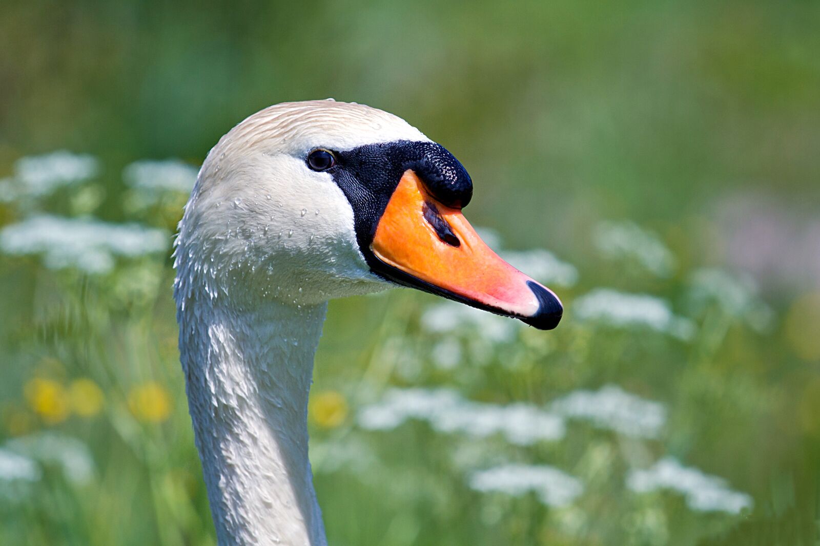 Canon EOS 7D sample photo. Swan, water bird, bird photography
