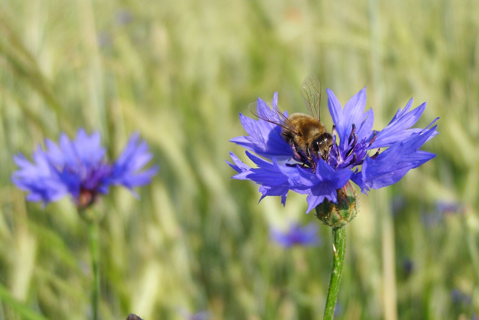 Olympus SP500UZ sample photo. Cornflower, bluebottle, bumblebee photography