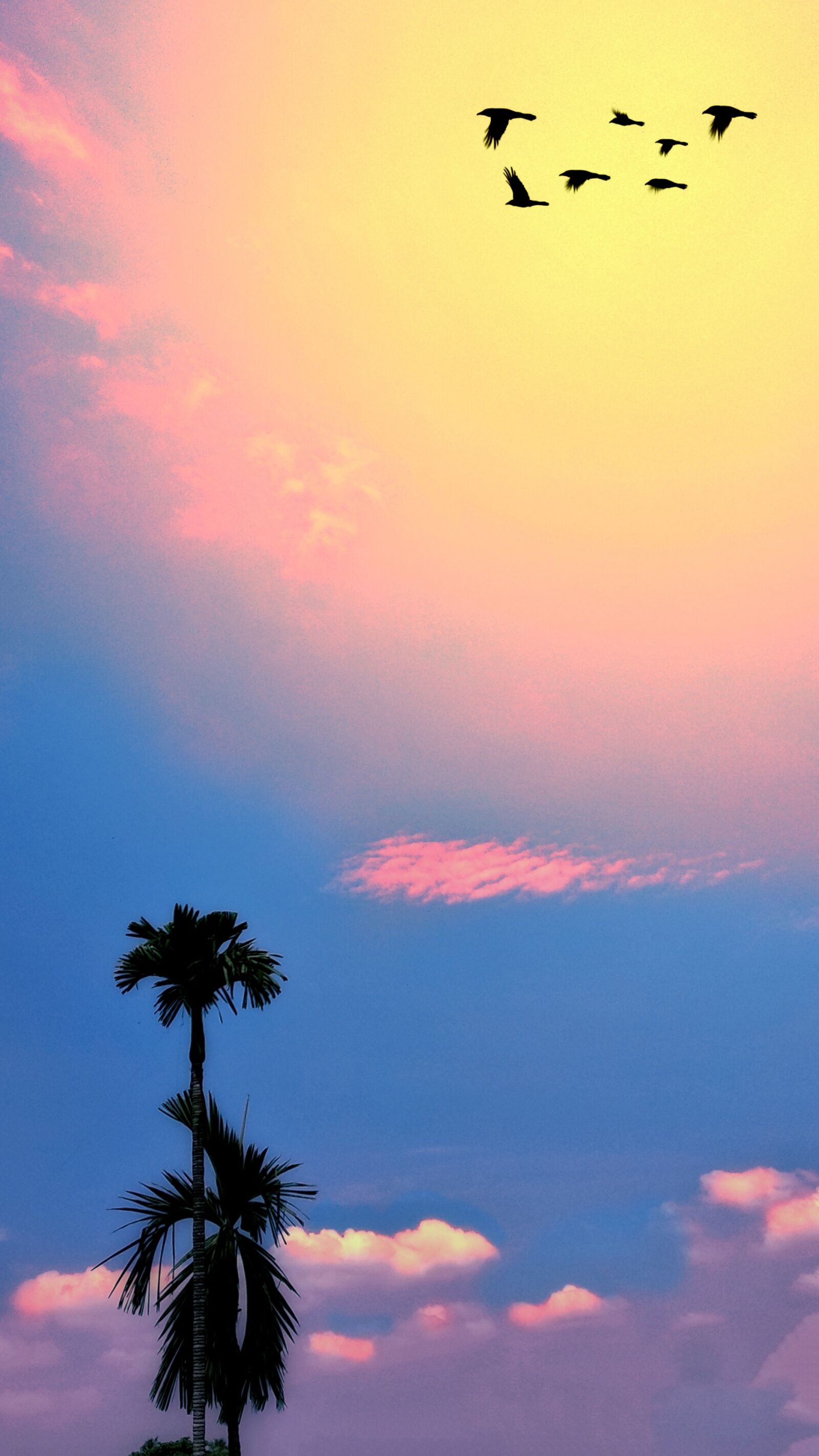 Xiaomi Mi A1 sample photo. Sky, clouds, flying birds photography