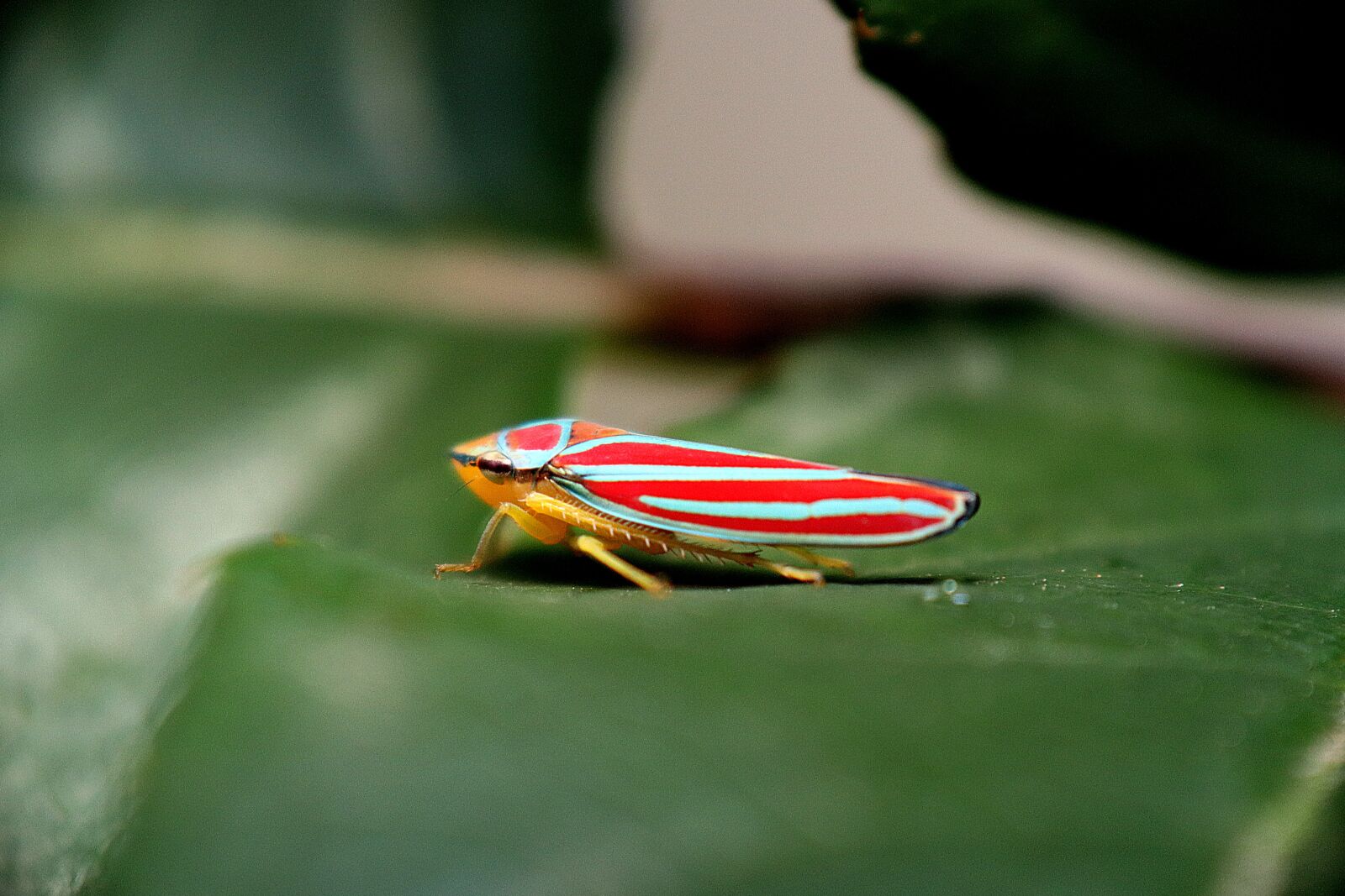 Canon EOS M50 (EOS Kiss M) sample photo. Insect, glassy-winged sharpshooter, leafhoppers photography