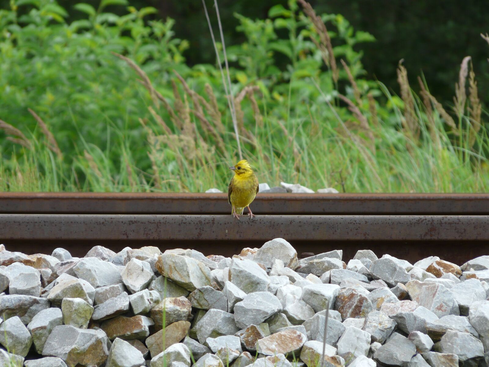 Panasonic DMC-FZ18 sample photo. Oatmeal, bird, nature photography