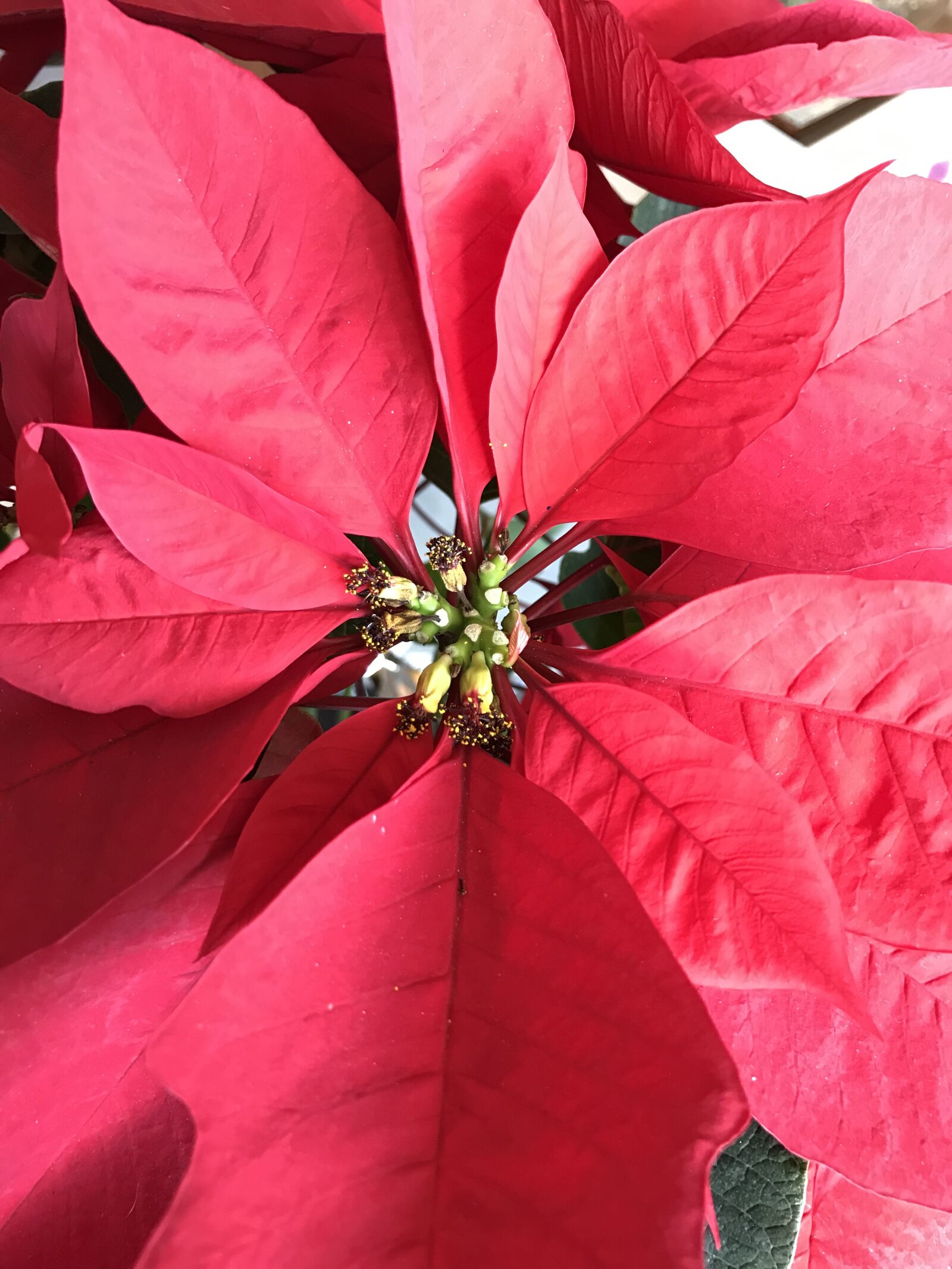 Apple iPhone 7 sample photo. Good night, christmas, december photography